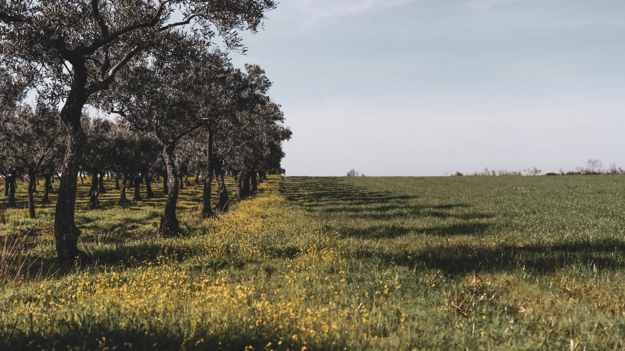 A row of trees on the left side of a grassy field with shadows stretching across the grass, under a clear sky.