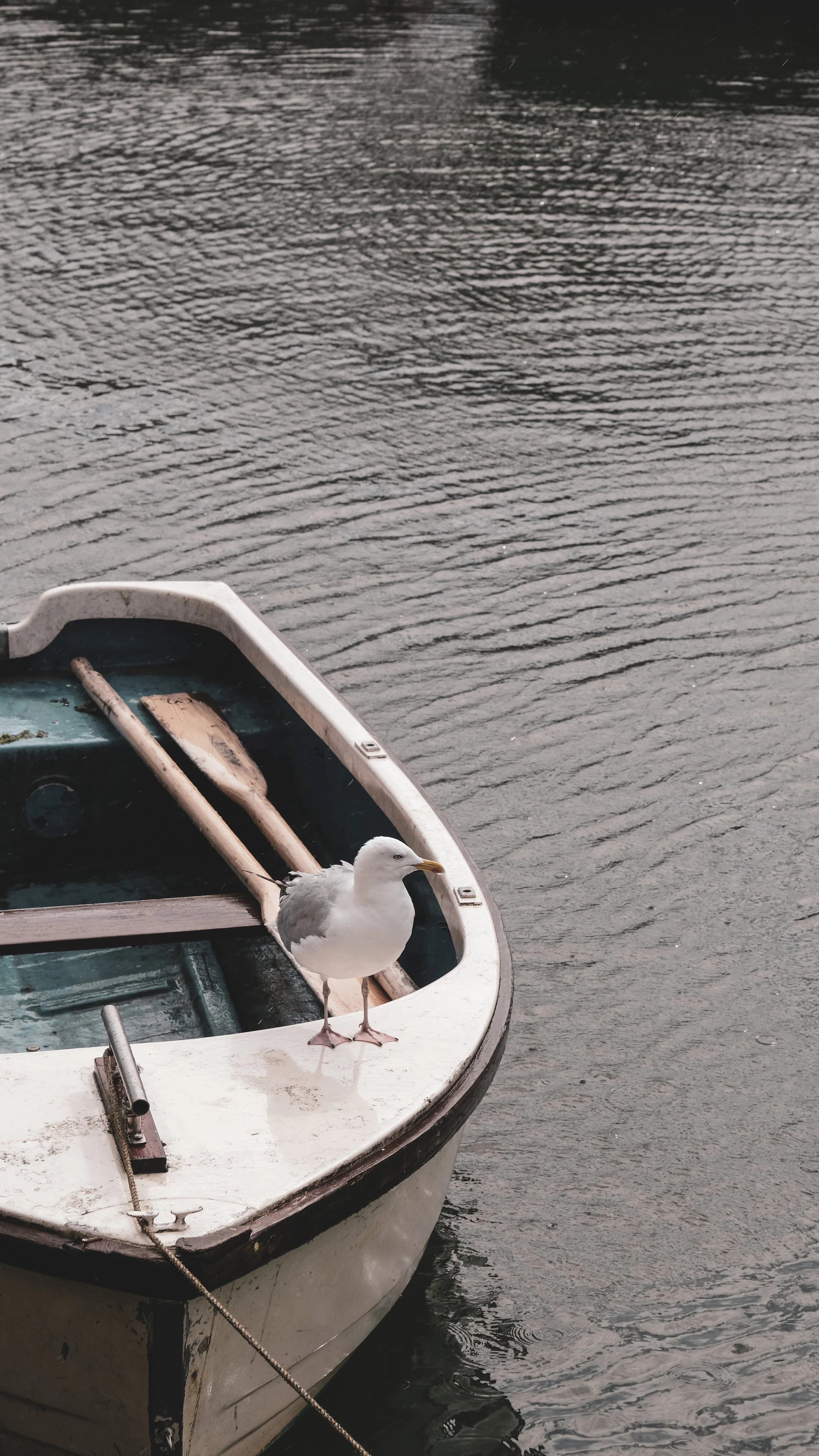 A seagull standing on the edge of a small boat on a calm body of water.