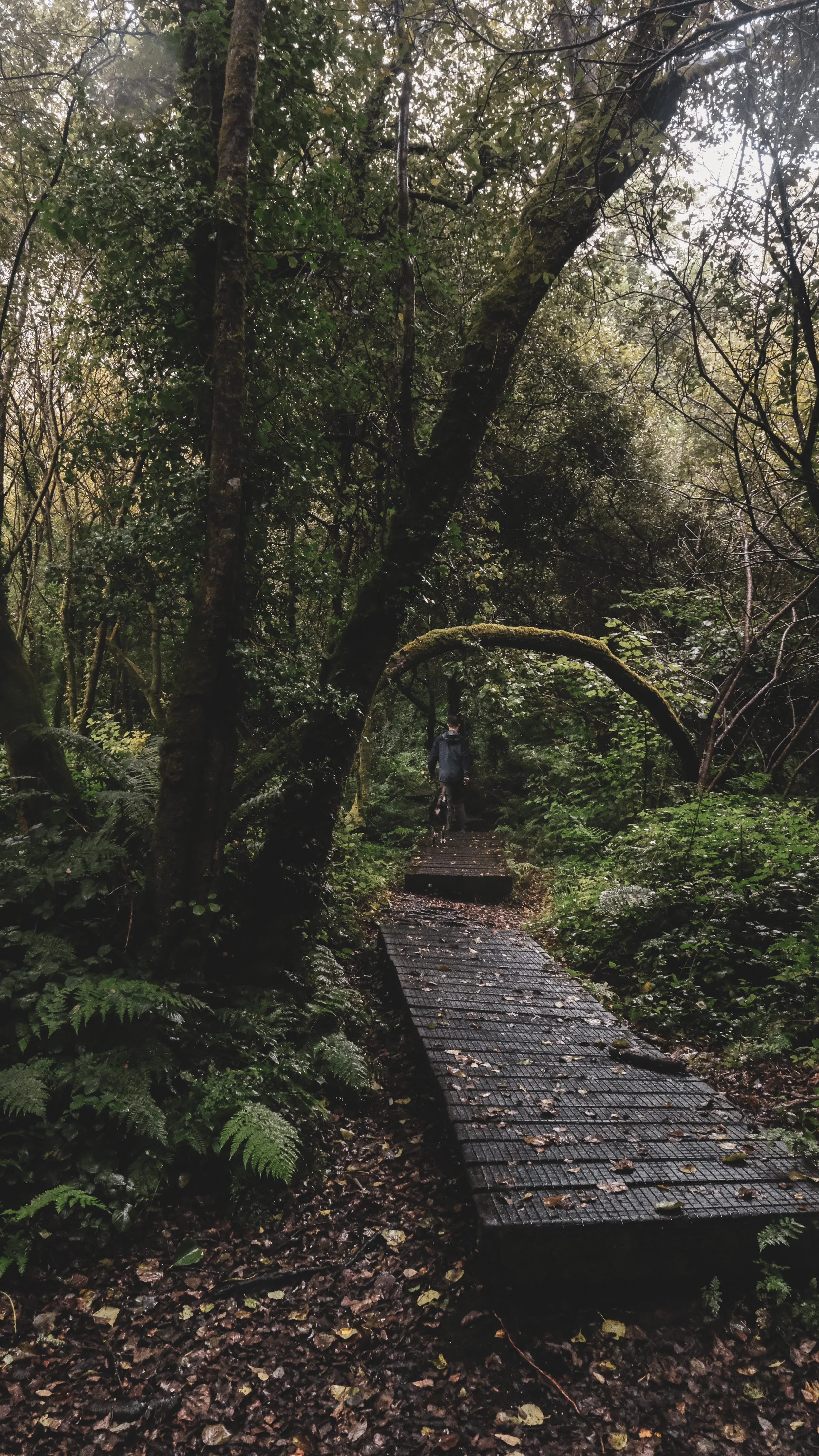 A person walking on a wooden trail through a lush, green forest with trees and ferns, during a cloudy or rainy day.