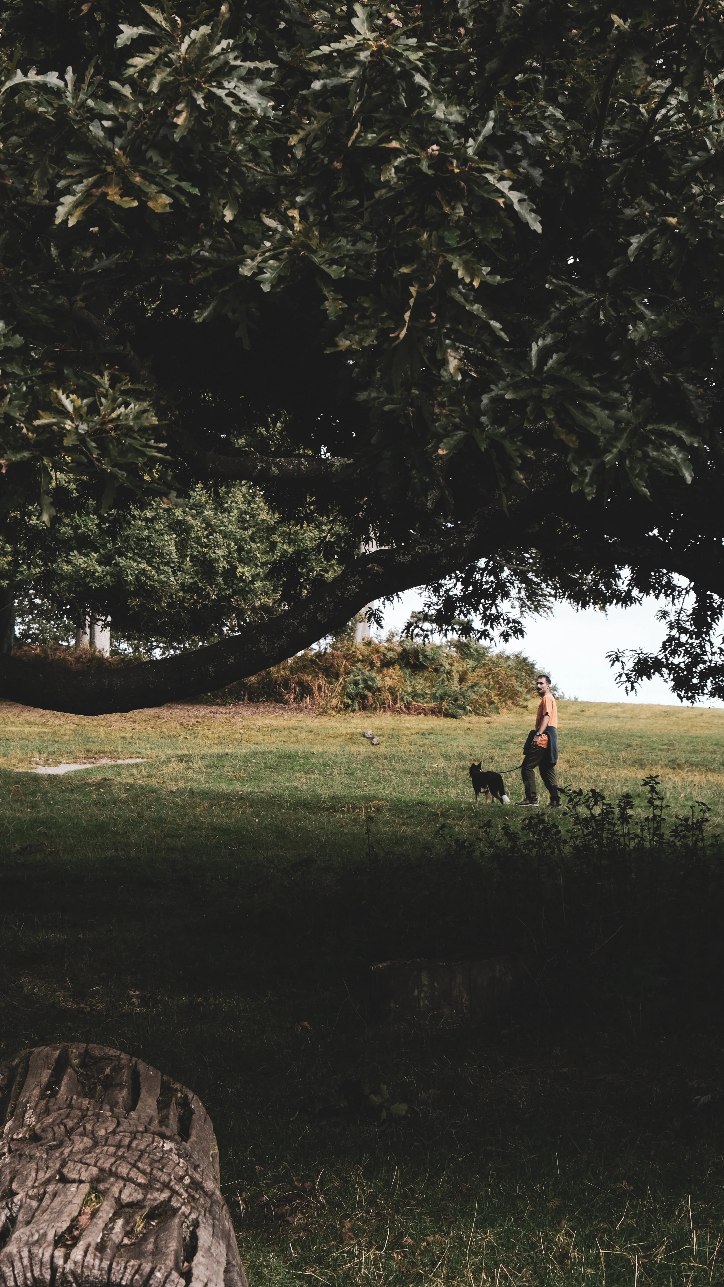 A man walking a dog on a leash in a grassy park area under large, leafy trees during daytime.