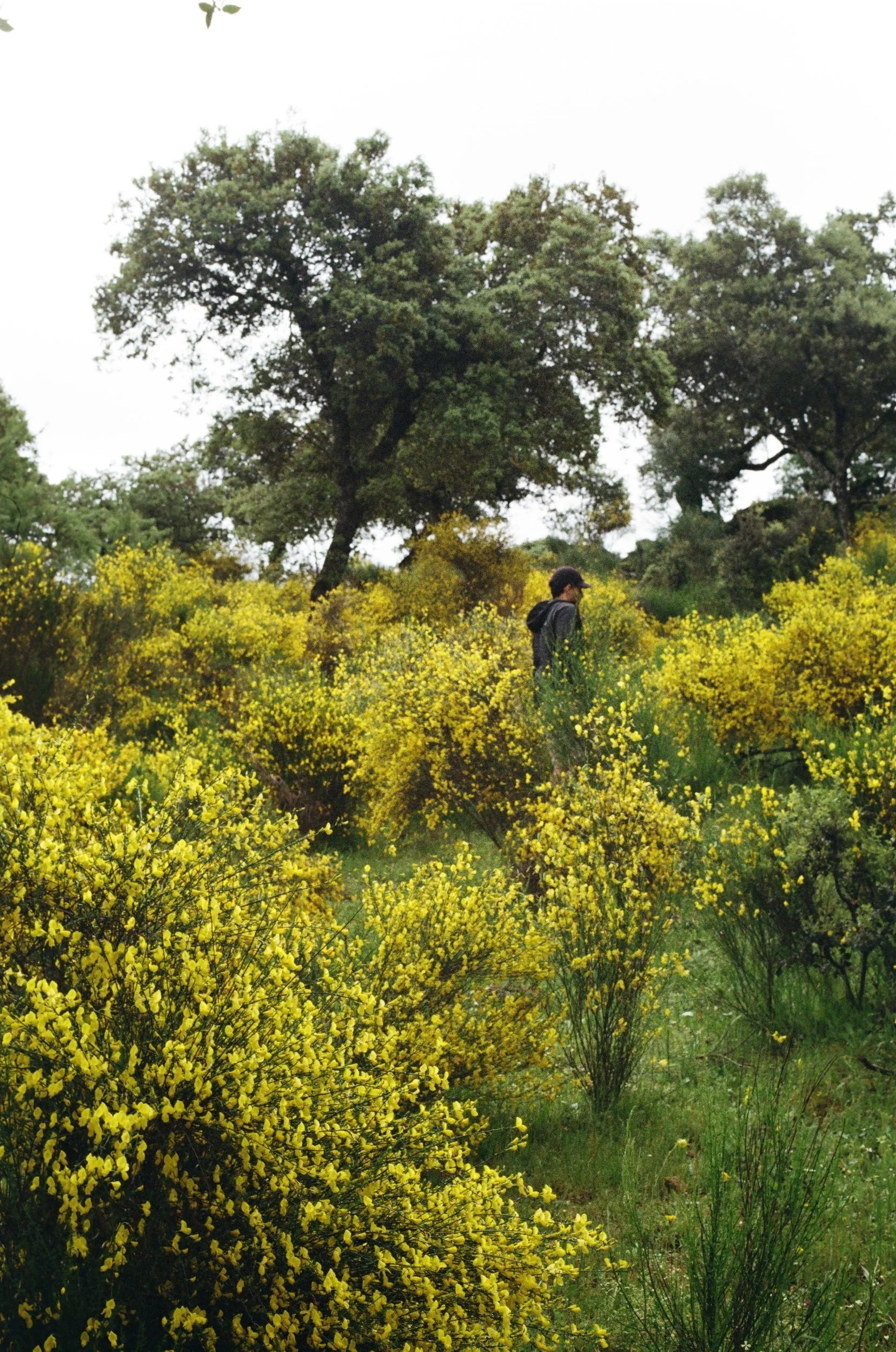 A person walking through a field of yellow flowering shrubs with trees in the background on an overcast day.
