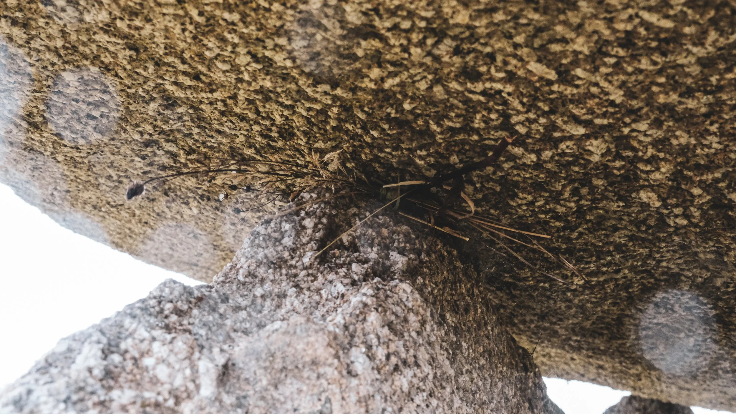 Close-up of a dragonfly perched on a stone edge with a rough, granite surface, with light flares and blurred background.