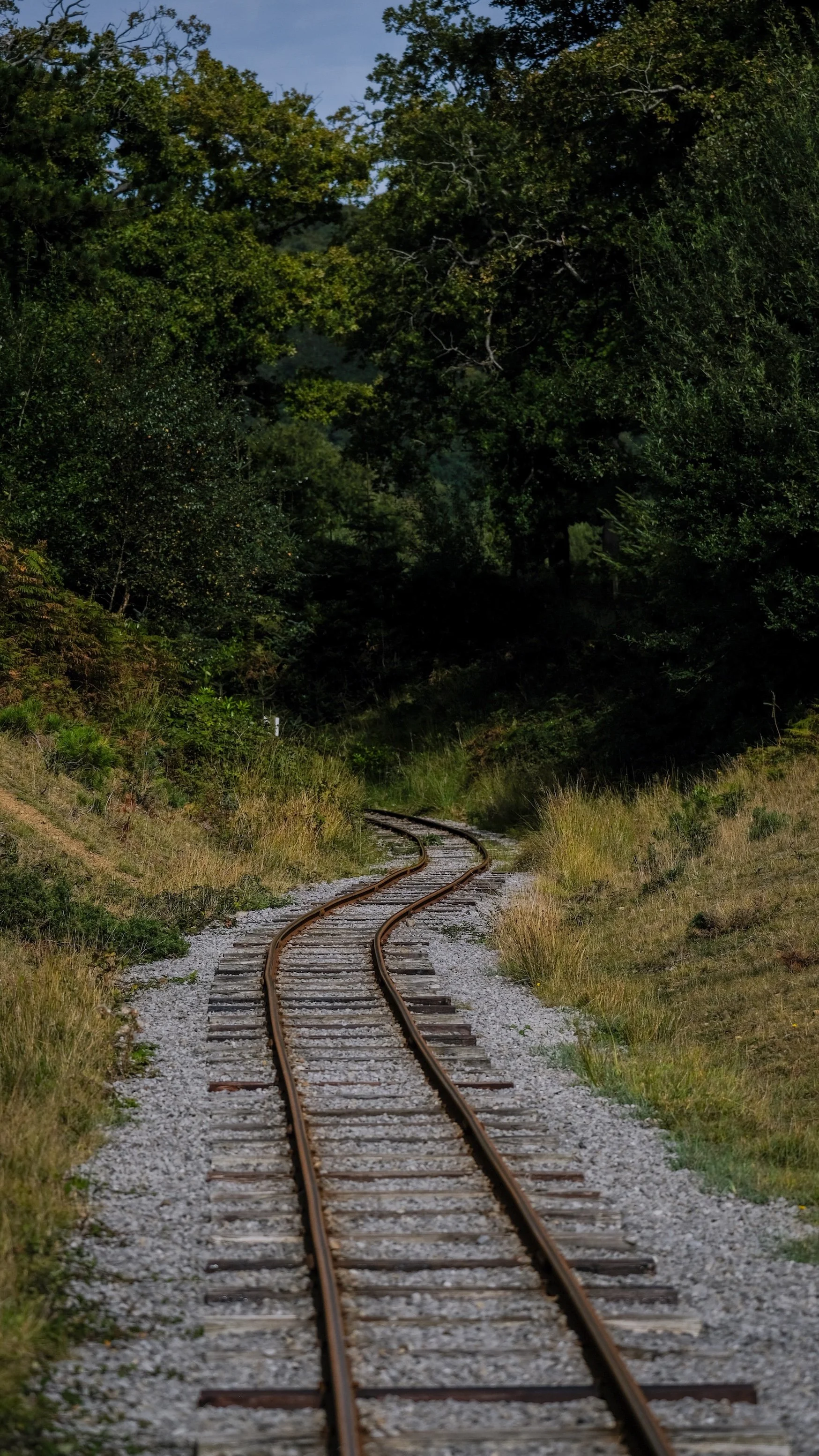 A winding railroad track through a grassy, wooded area under a blue sky.