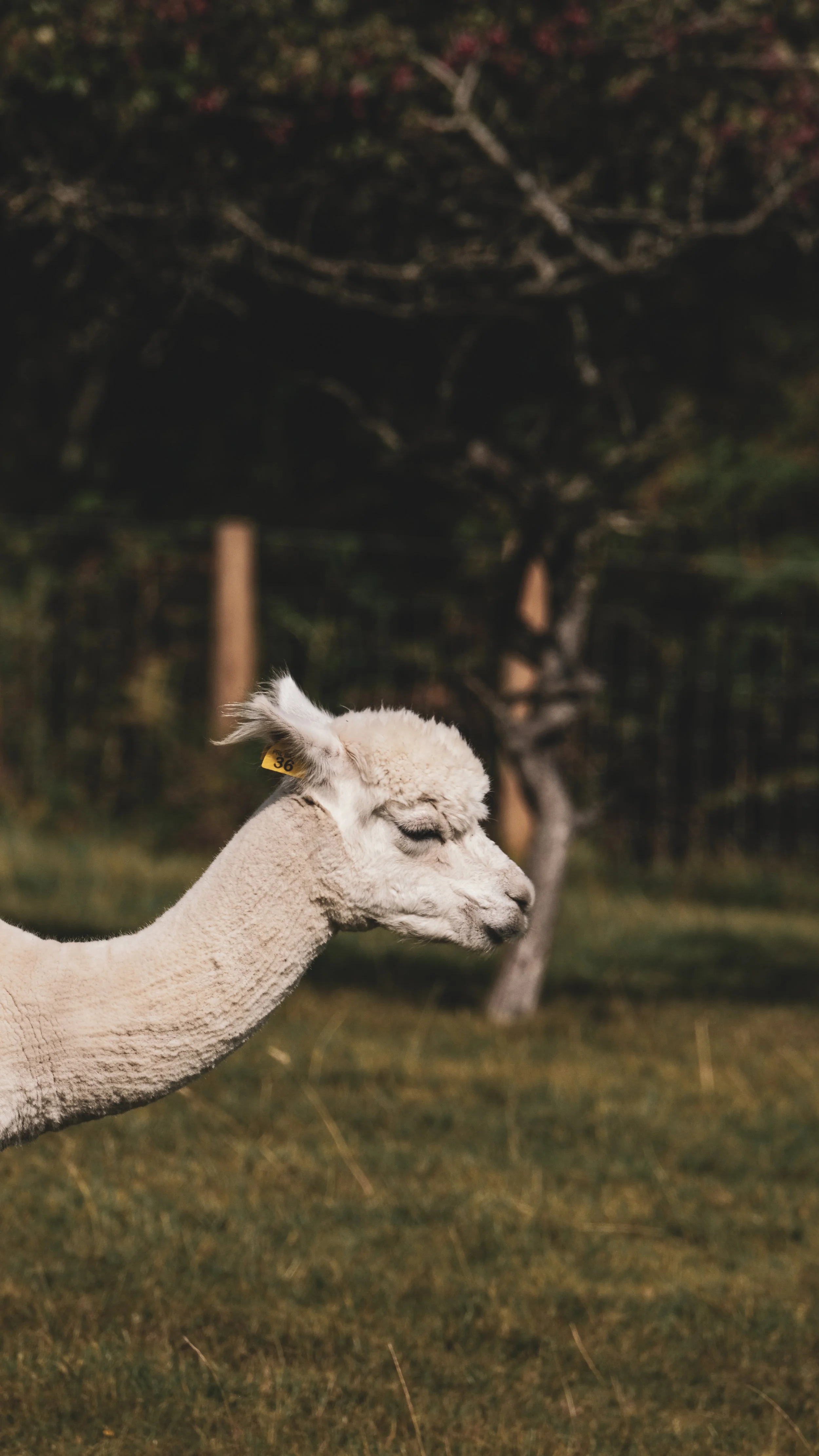 A close-up of a white alpaca's head and neck with a tag, standing in a grassy field with trees in the background.