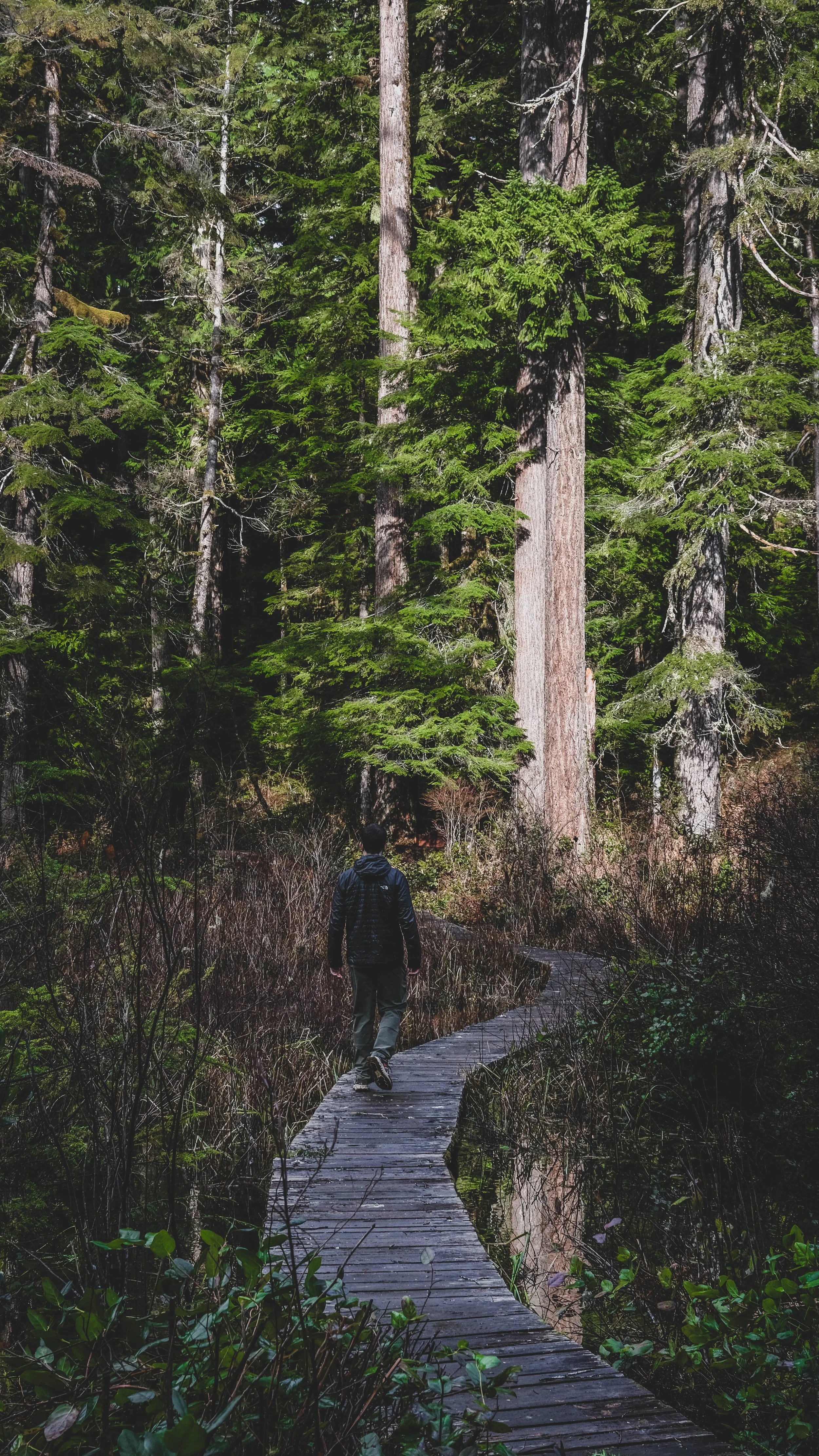 A person walking on a narrow wooden trail through a dense forest of tall green trees.