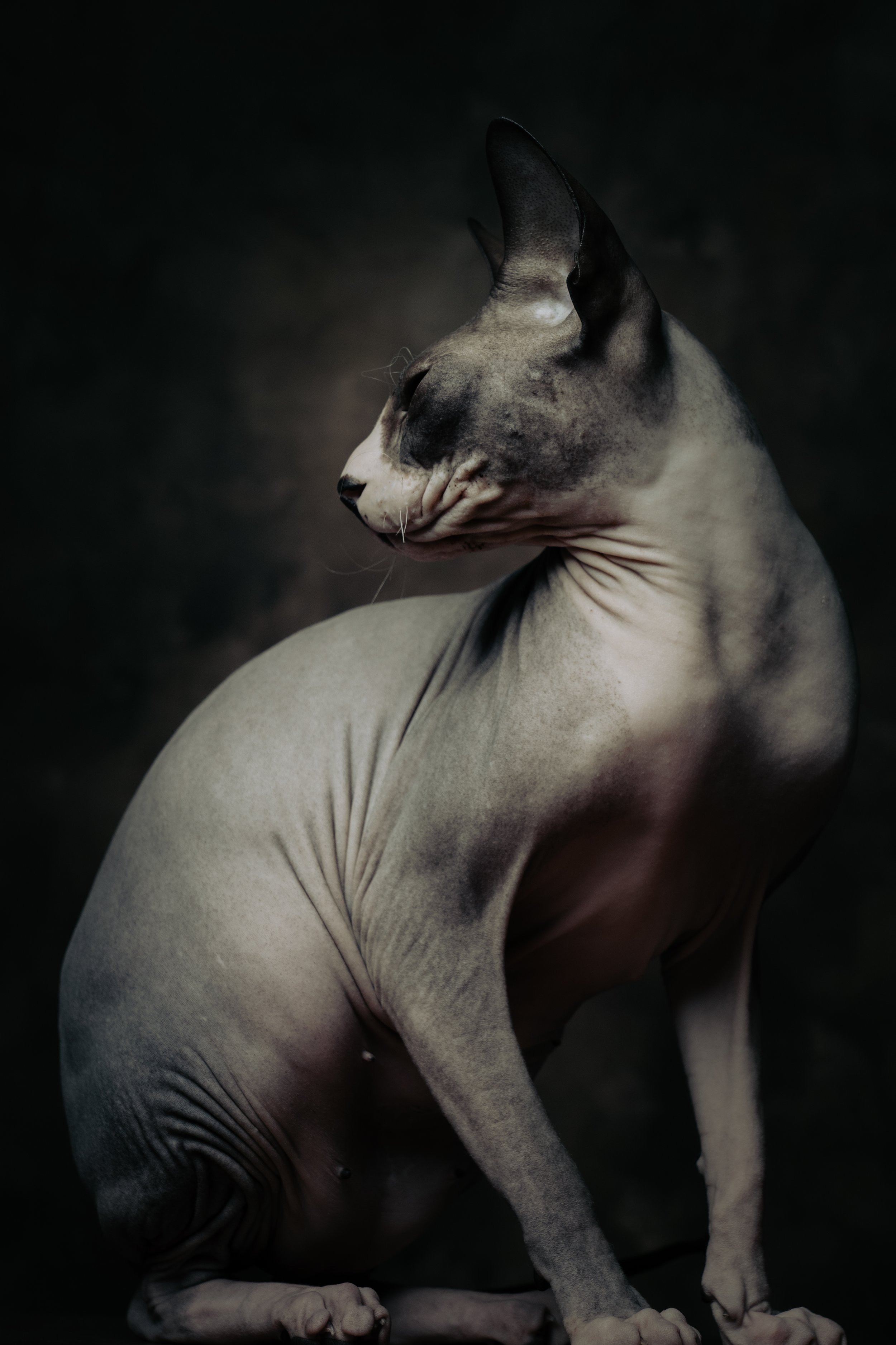Sphynx.jpeg
