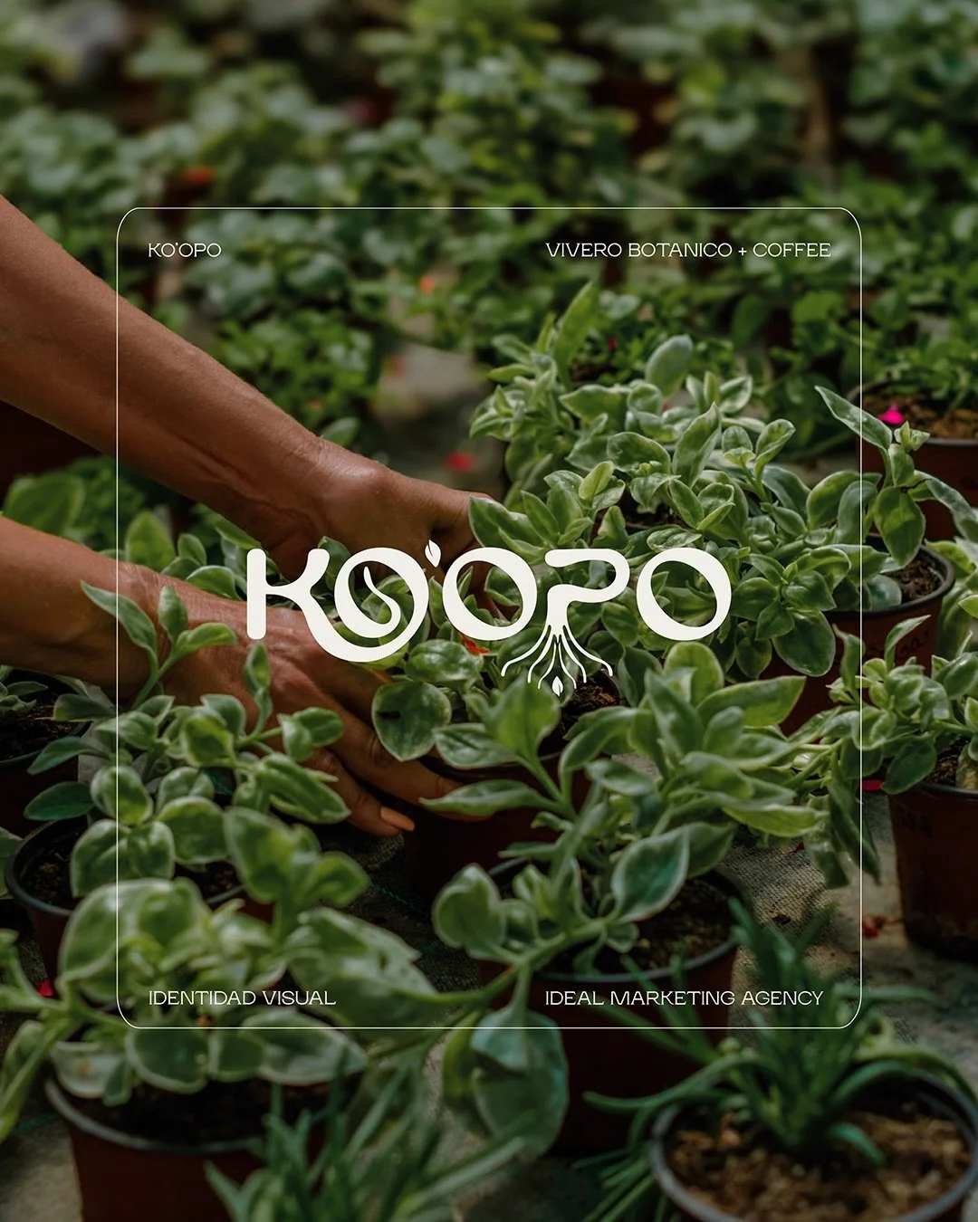 Branding creado para una marca que florece entre caf&eacute;, naturaleza y dise&ntilde;o 🌳☕

&iexcl;Cotiza con nosotras!
📲9995 28 13 28
idealmarketingagency.mx

#marketingagency #creacioncontenido #restaurante #branding #design