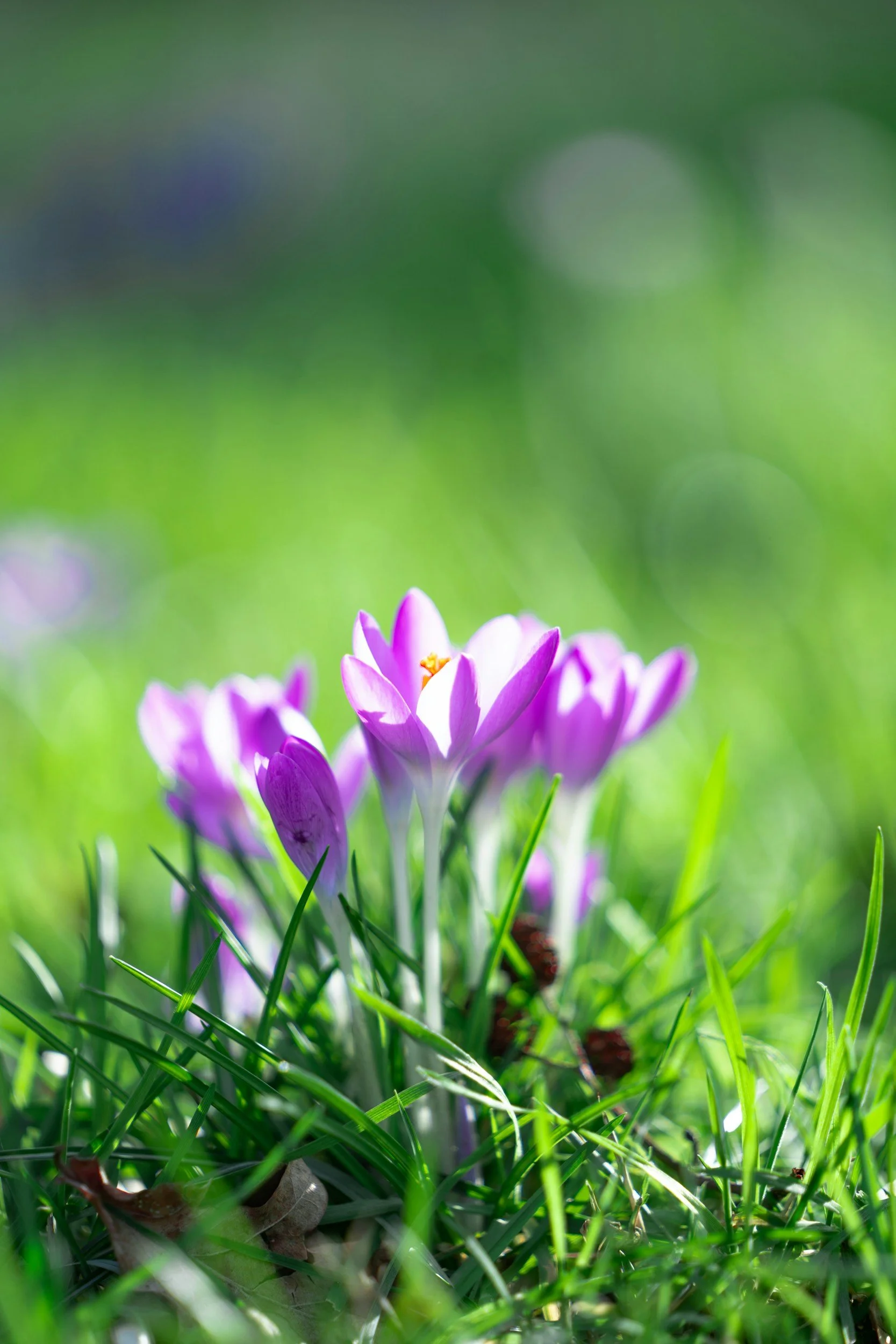 Notes from an Ayurvedic Practitioner: What Helps Us Flourish?