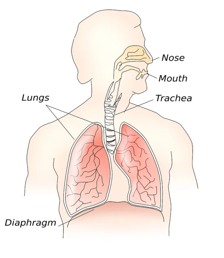 Lung and breathing diagram showing how the nose, mouth, trachea, lungs, and diaphragm work together
