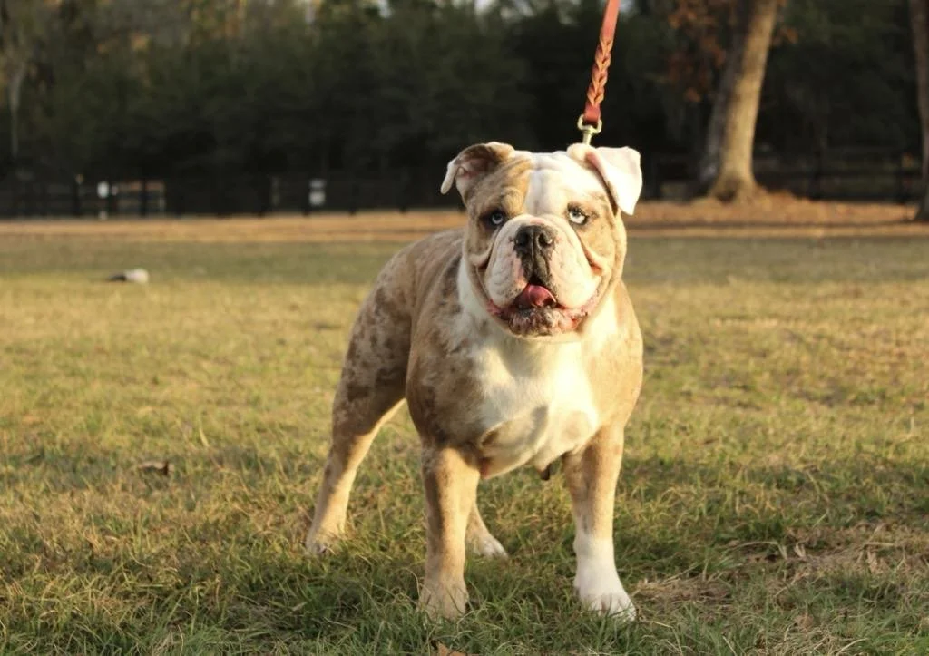 Bulldog standing on grass with leash