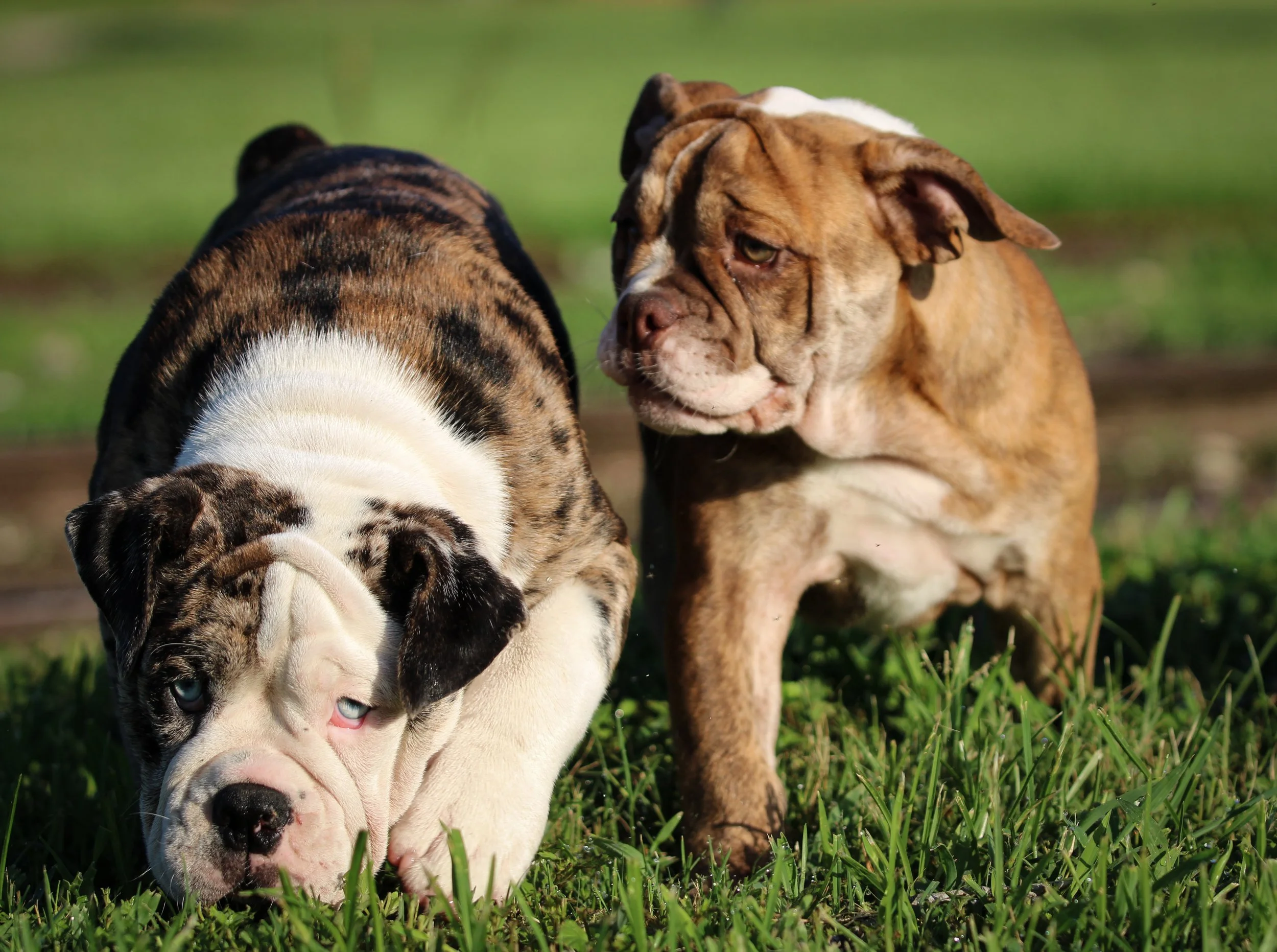 bulldog puppies in the grass