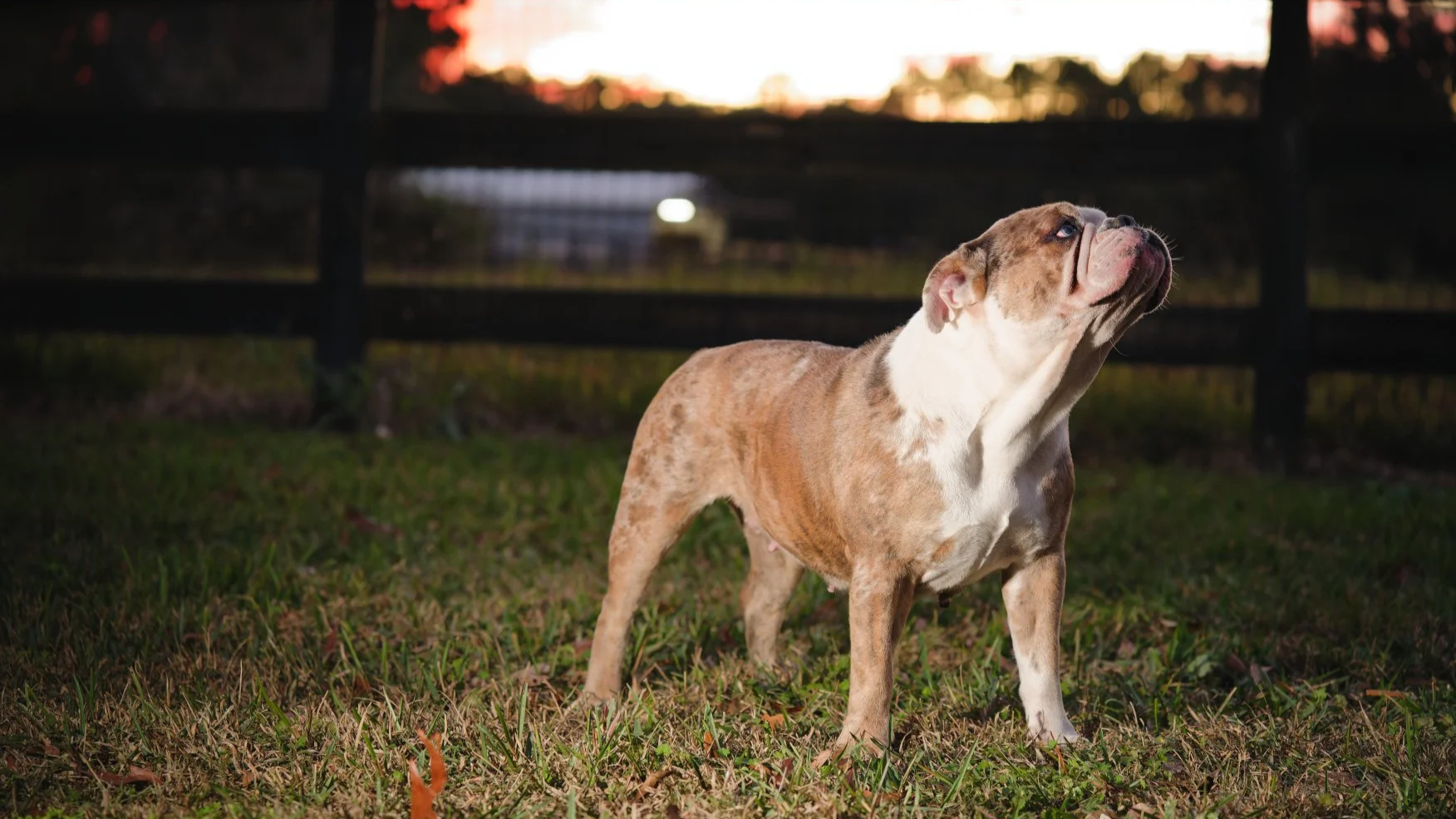 legacy farms bulldogs