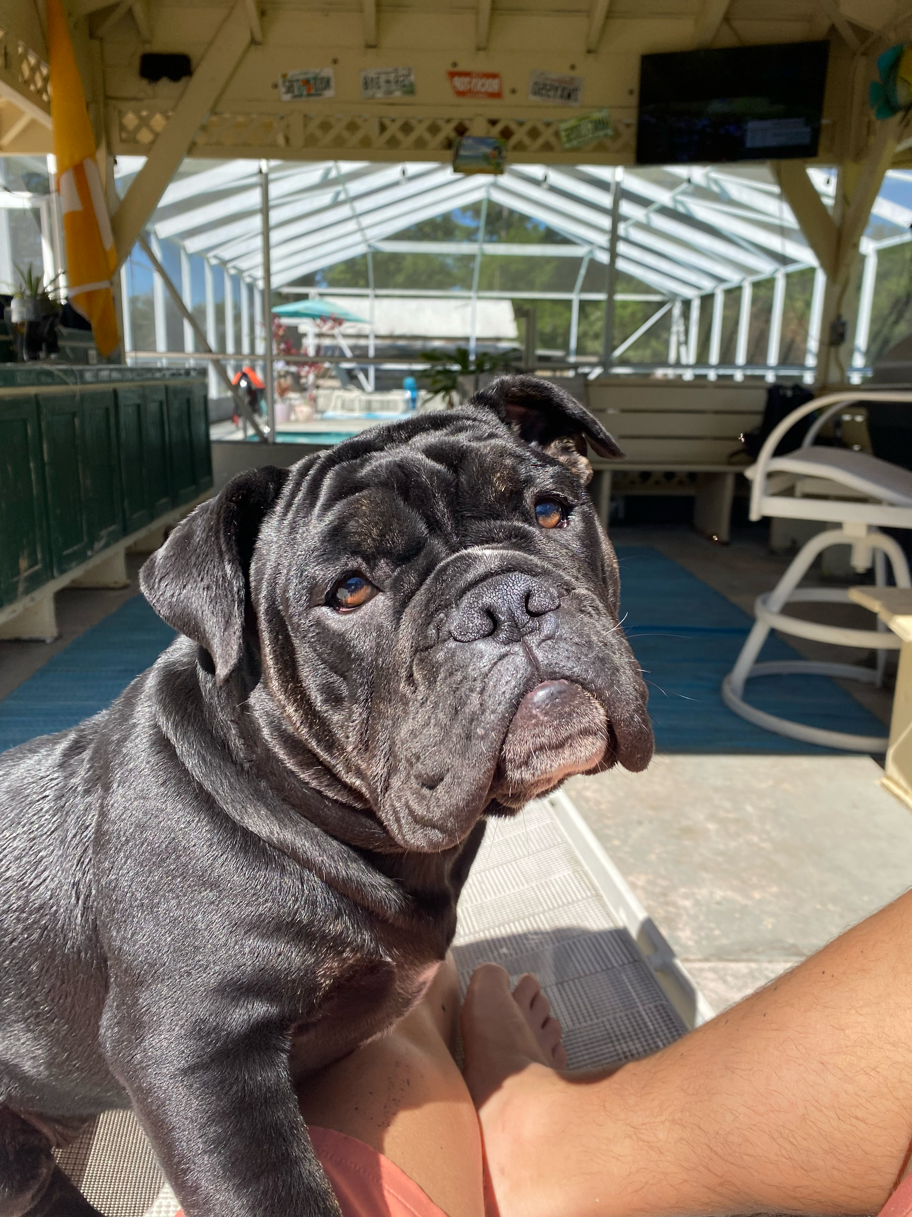 black bulldog at legacy farms bulldogs