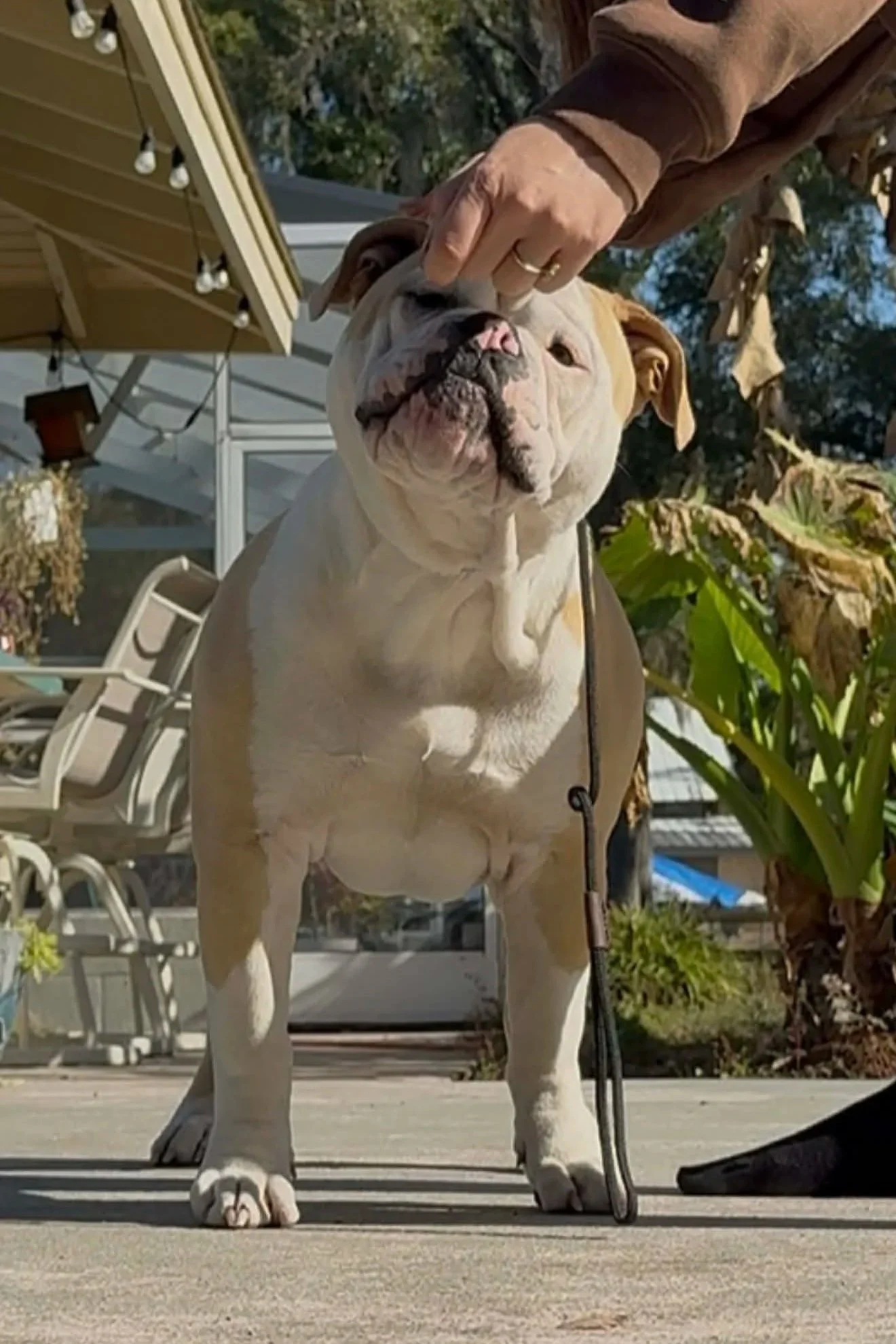 Fawn and white bulldog