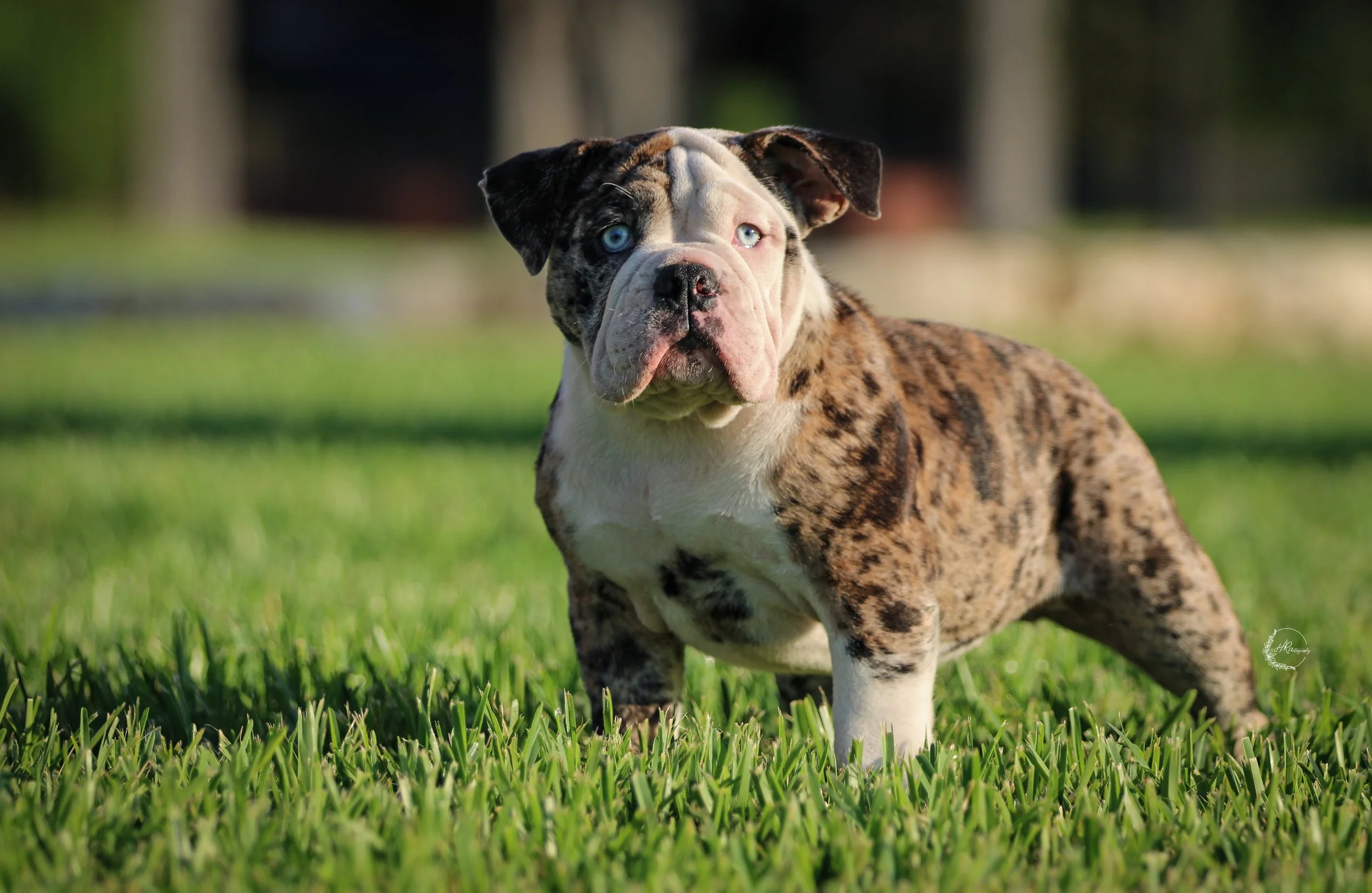 black merle puppy born and raised at legacy farms bulldogs