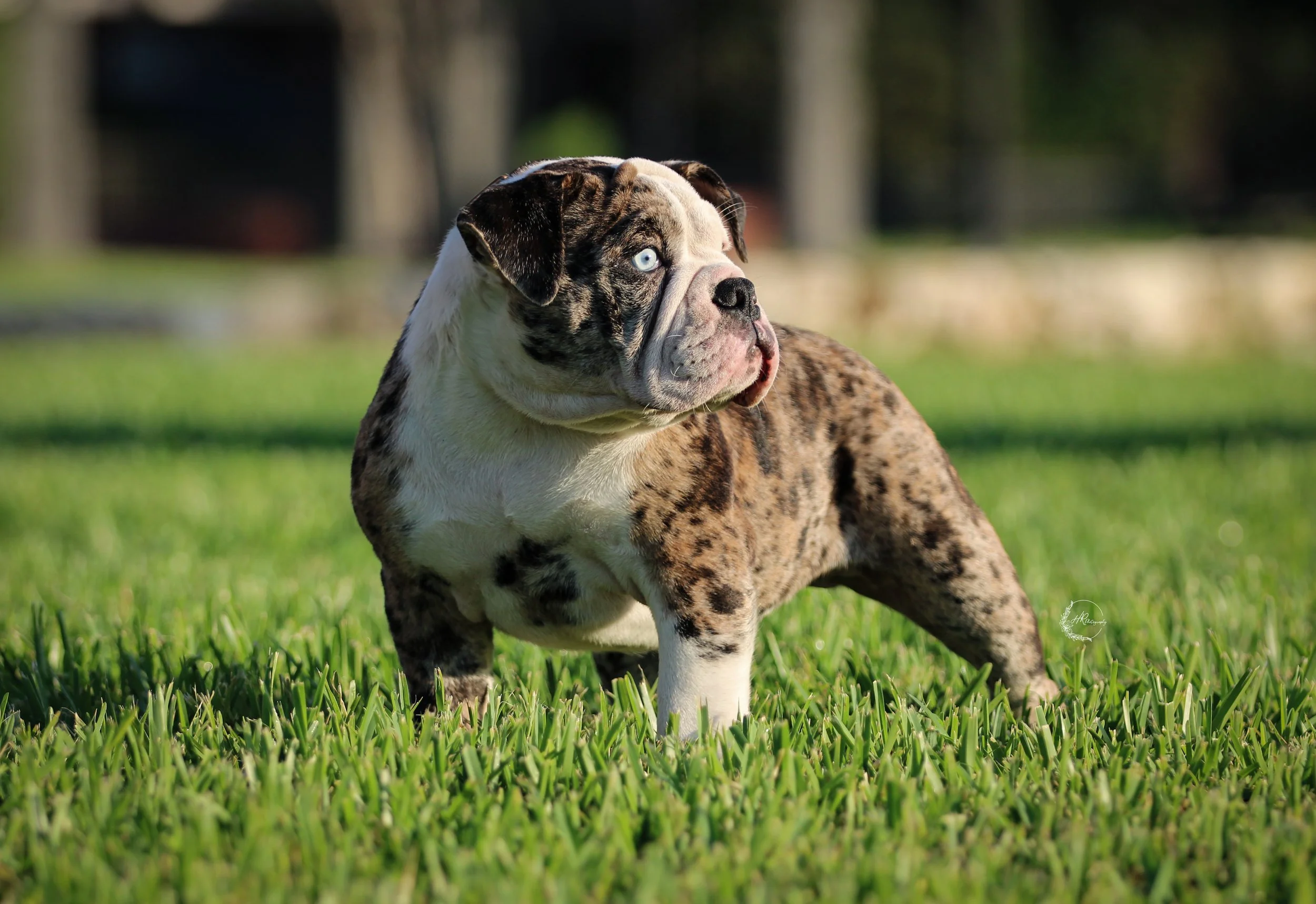 black merle puppy born and raised at legacy farms bulldogs