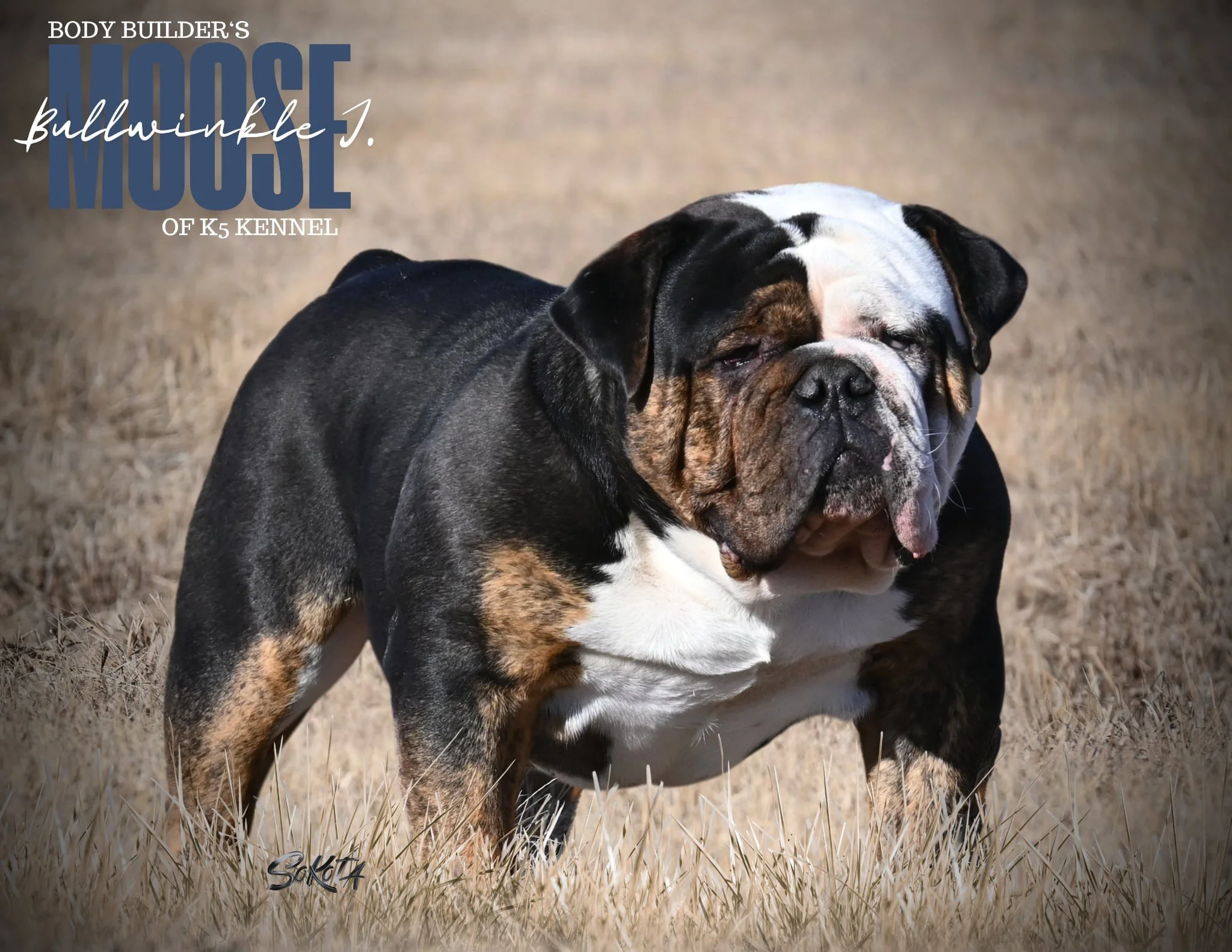 black trindle male olde English Bulldogge