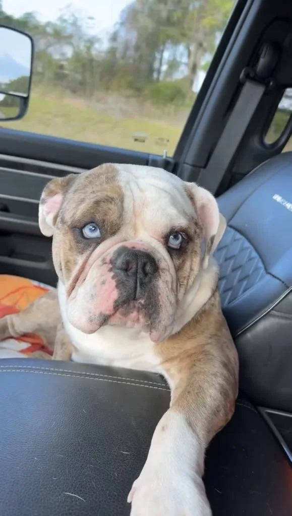 Bulldog sitting in a car seat with blue eyes looking at the camera.