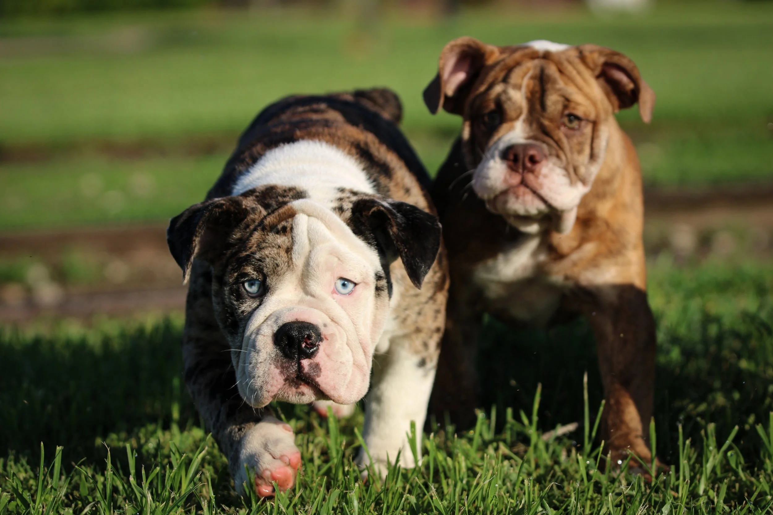 black seal merle bulldog puppy with a friend