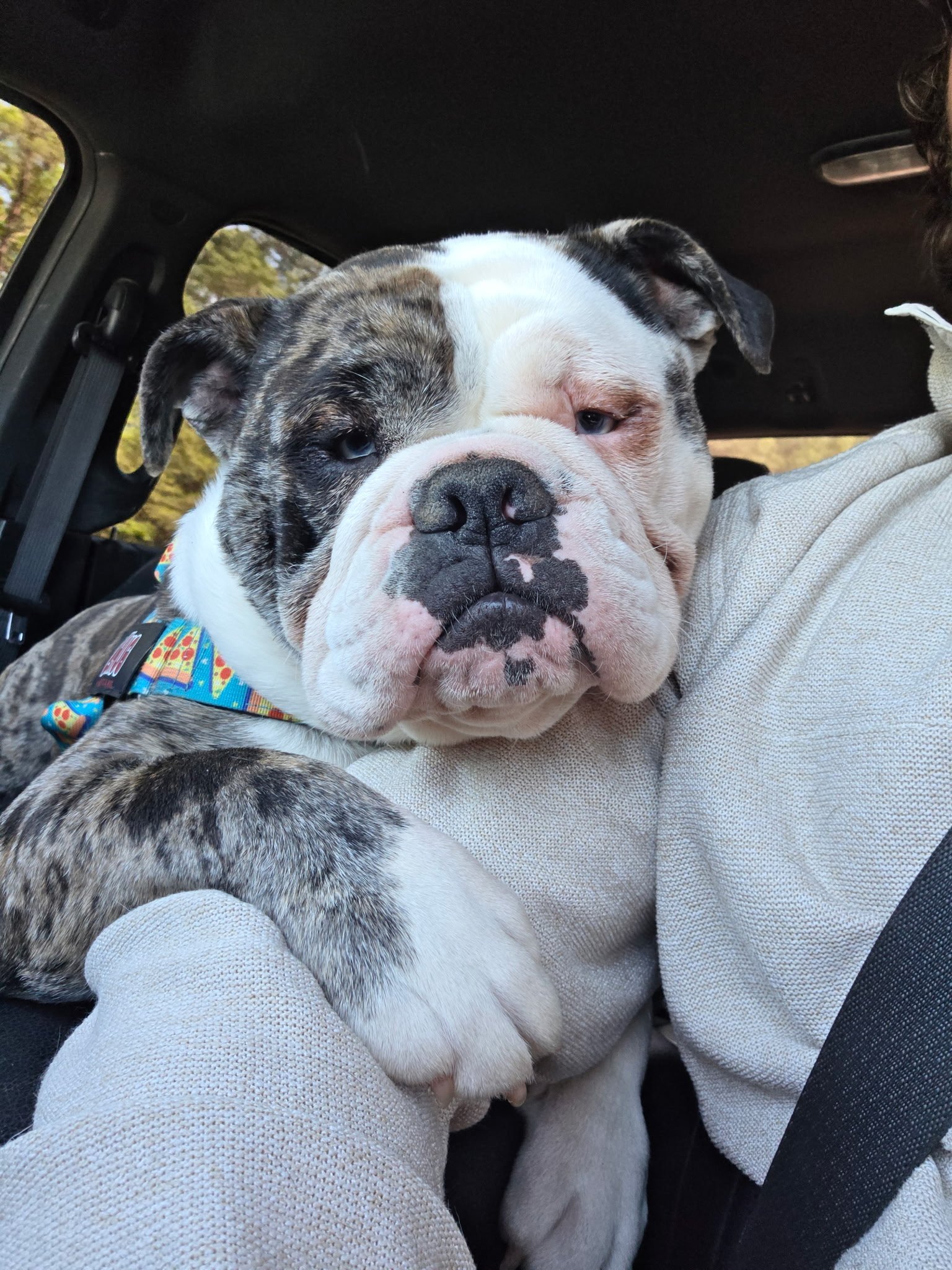 merle bulldog puppy
