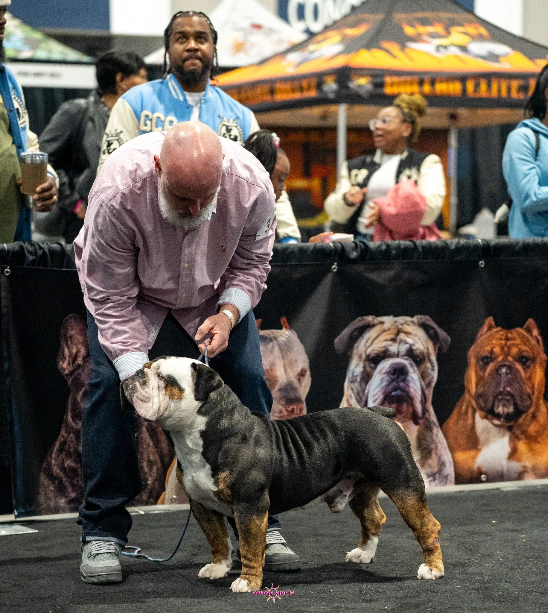 black Trindle bulldog