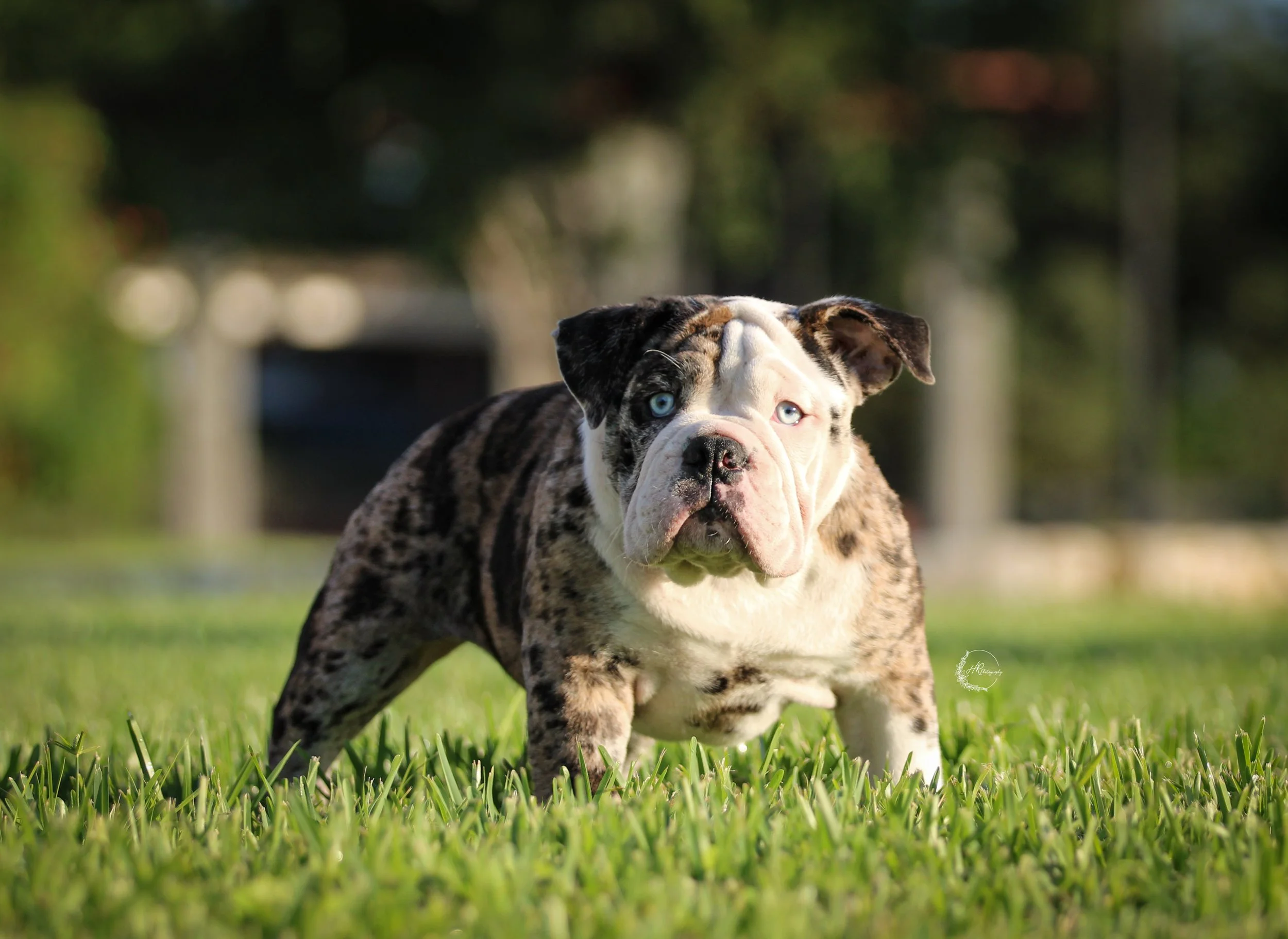 bulldog puppy born and raised at legacy farms bulldogs