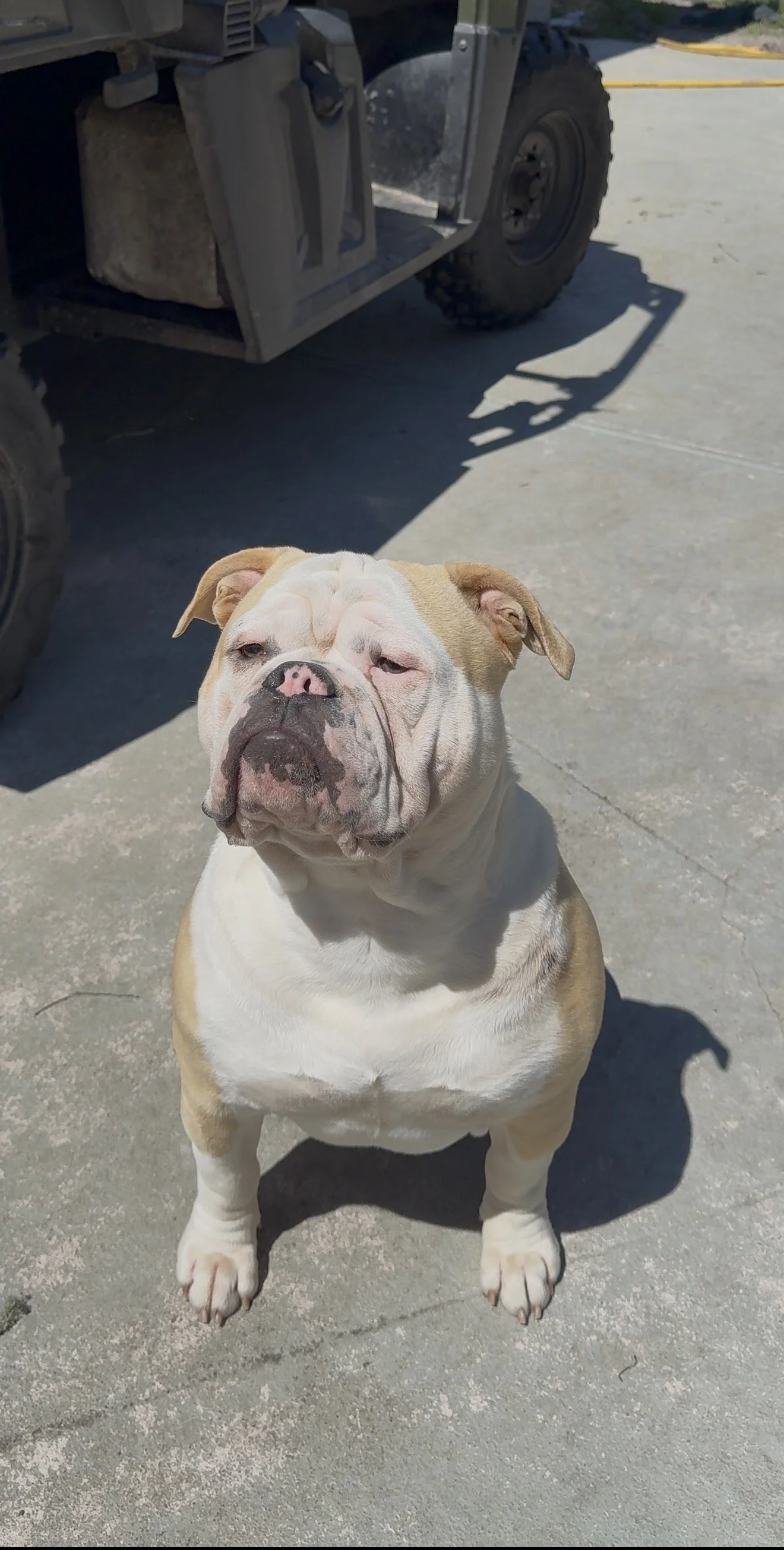 Olde english bulldogge