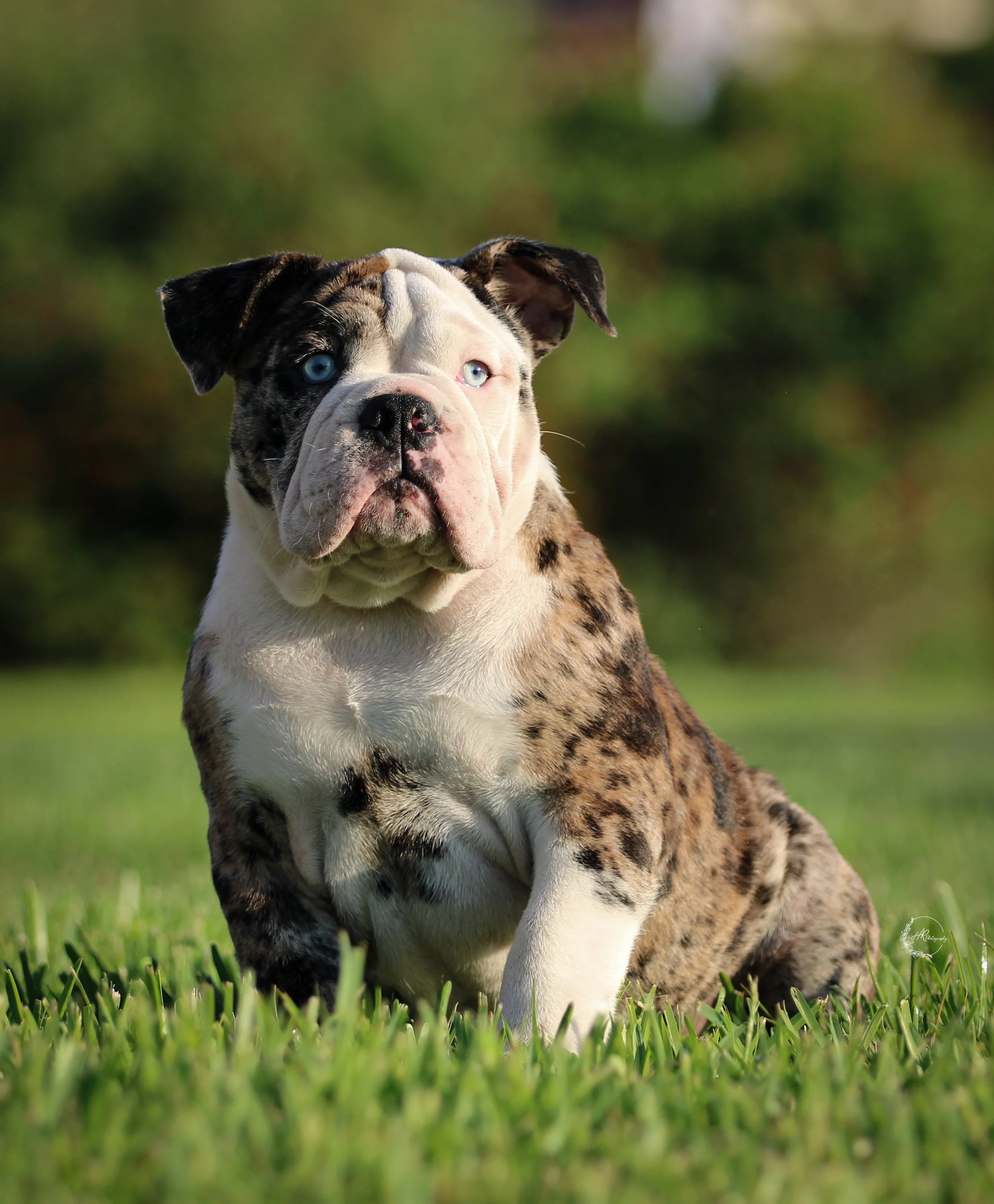 black merle puppy born and raised at legacy farms bulldogs