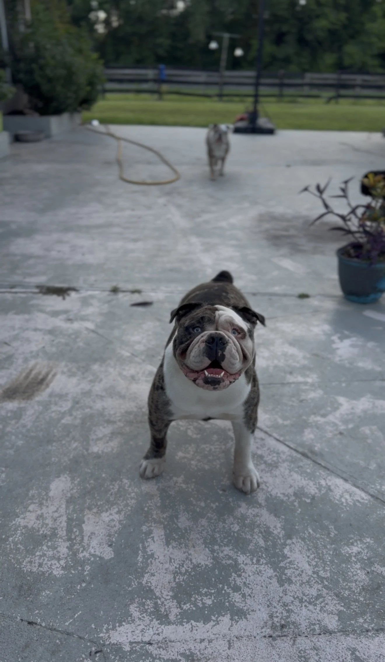 black merle olde english bulldogge bulldog female