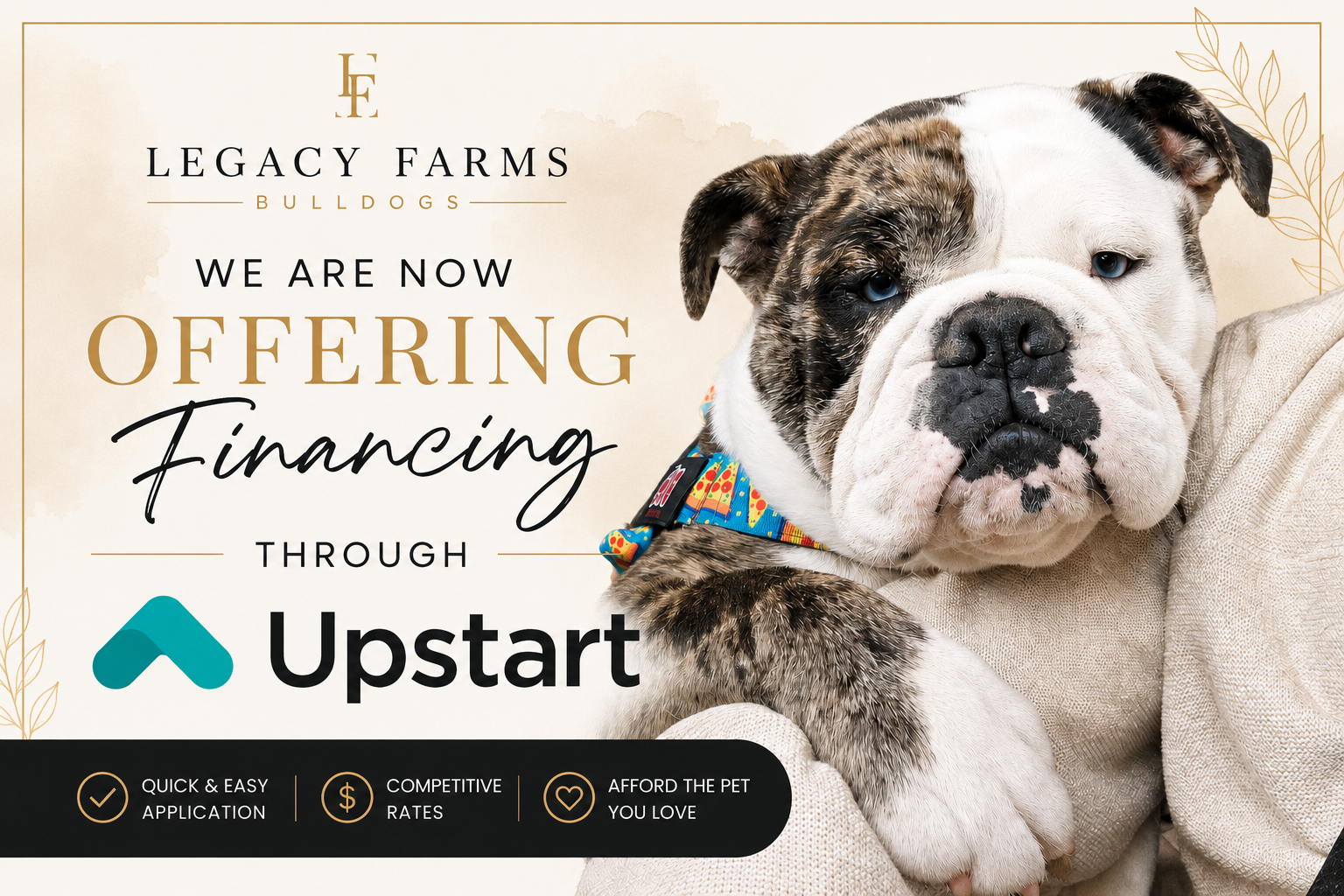 Apply through upstart for a loan for your bulldog