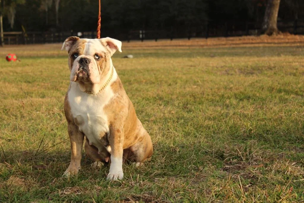 Brindle bulldog sitting on grass in a park with a toy in the background.