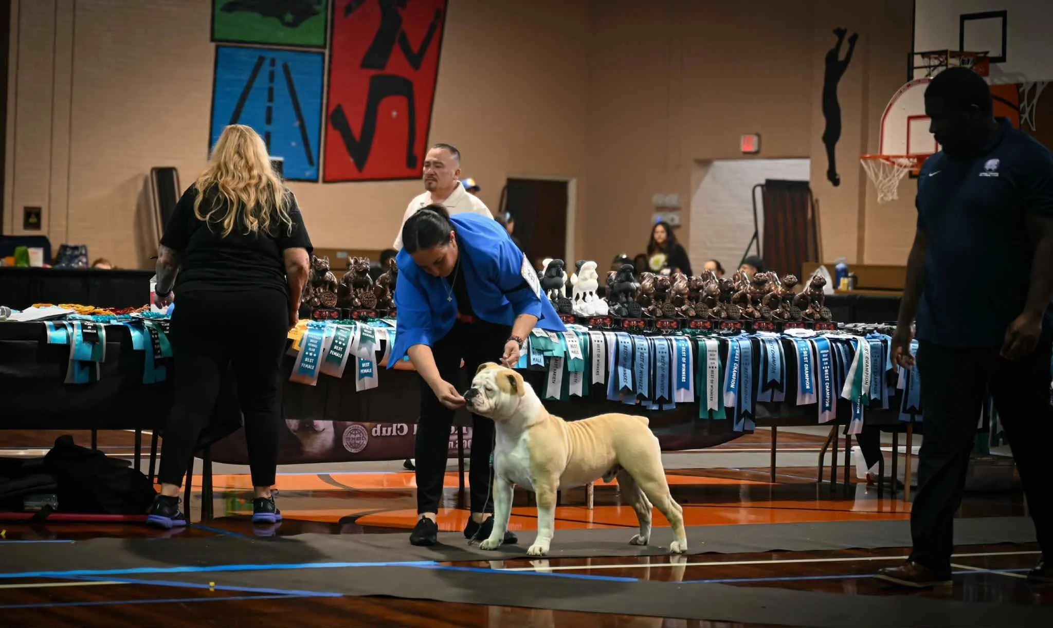 olde english bulldogge showing at dog show
