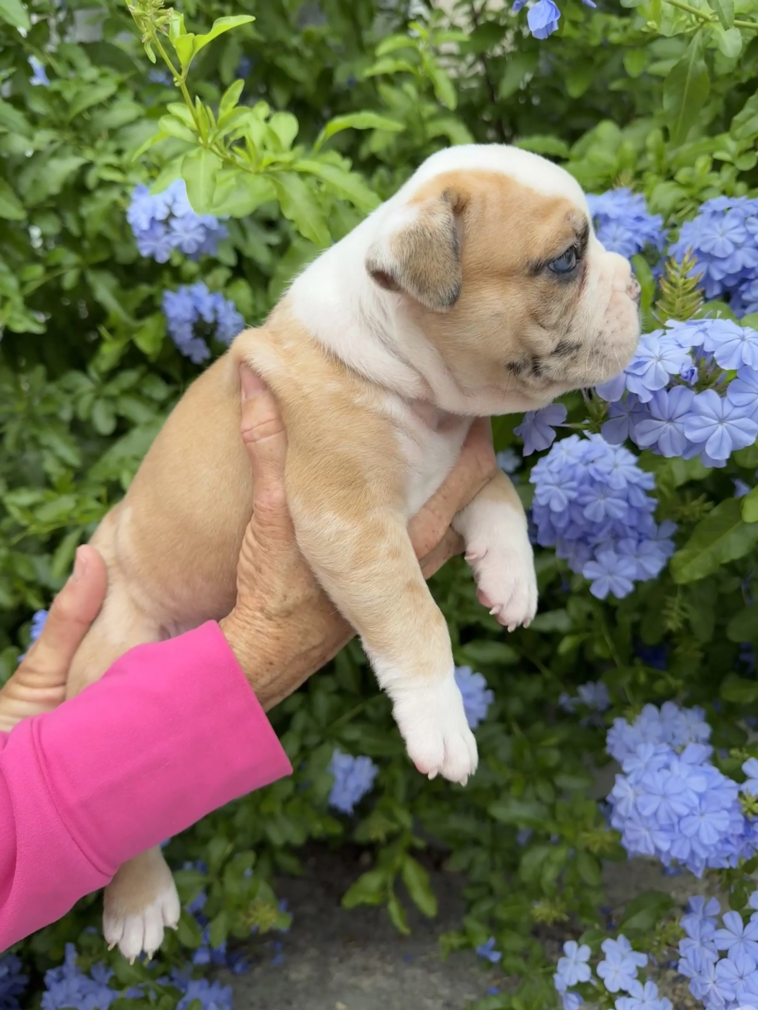 fawn merle bulldog puppy for sale