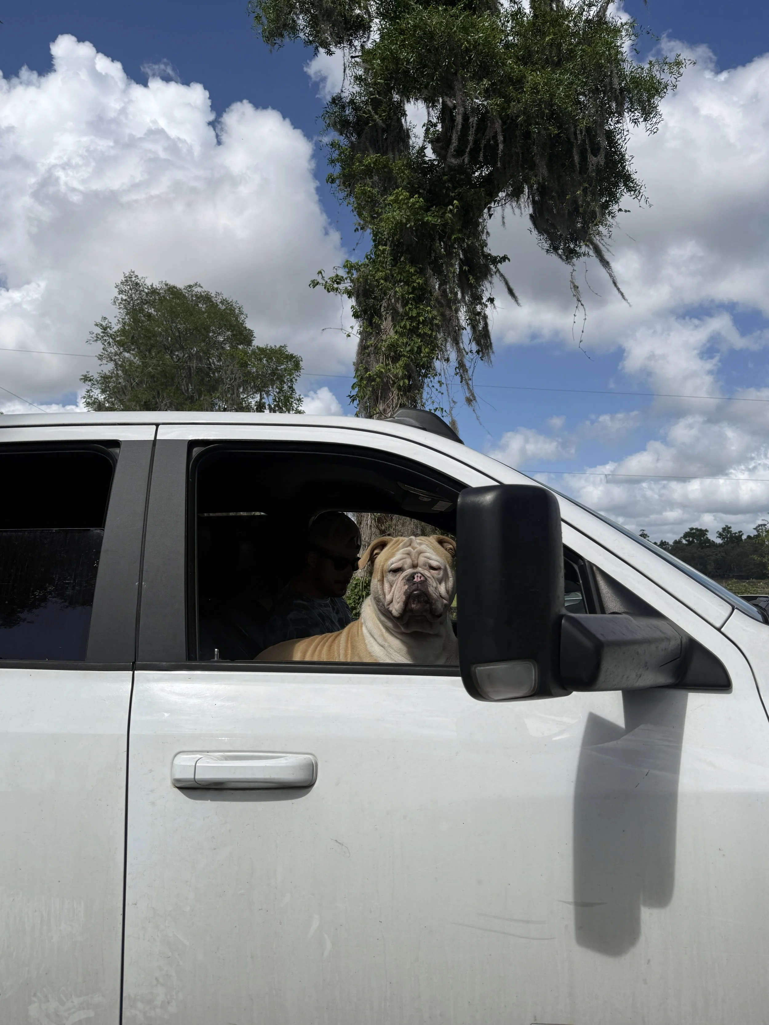bulldog riding shotgun