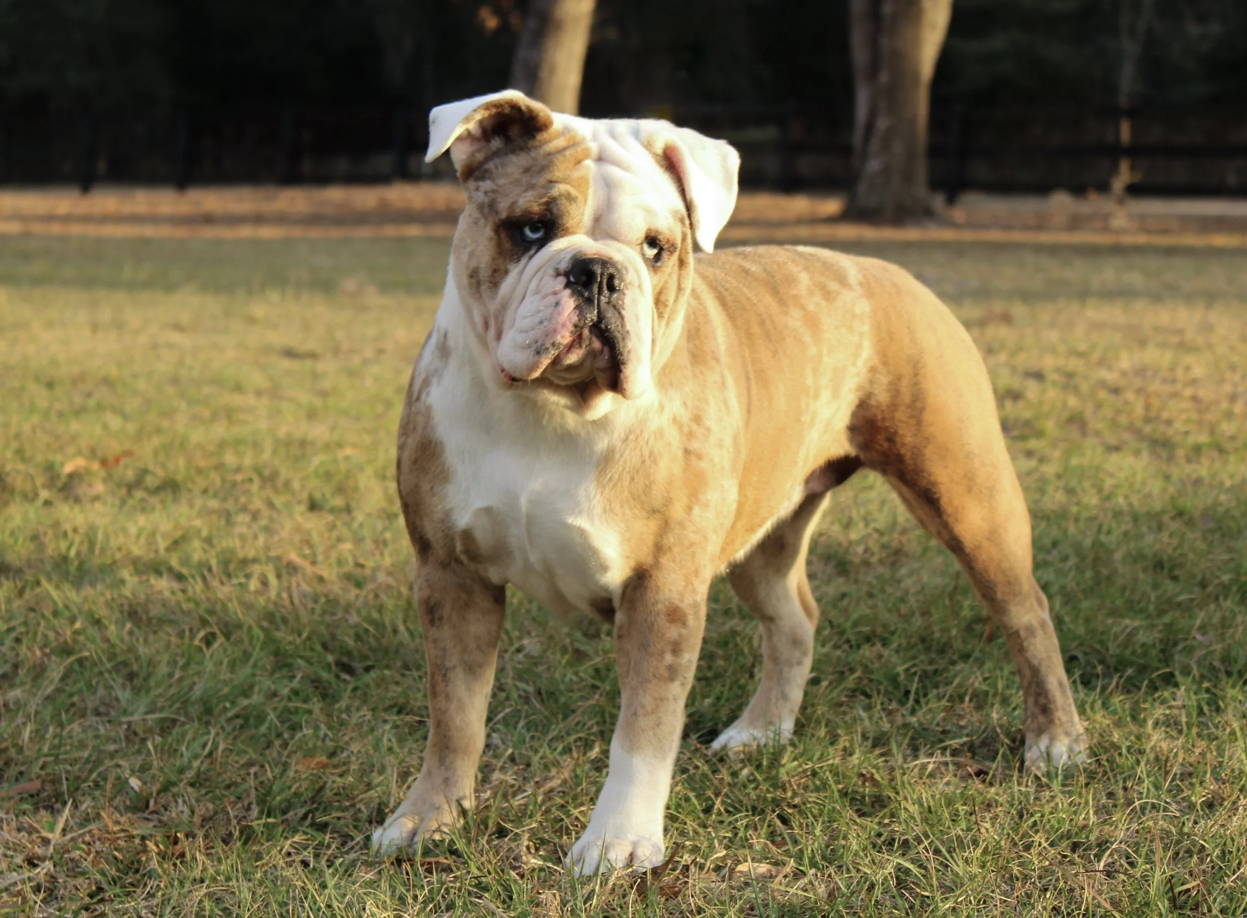 merle old English bulldog at legacy farms