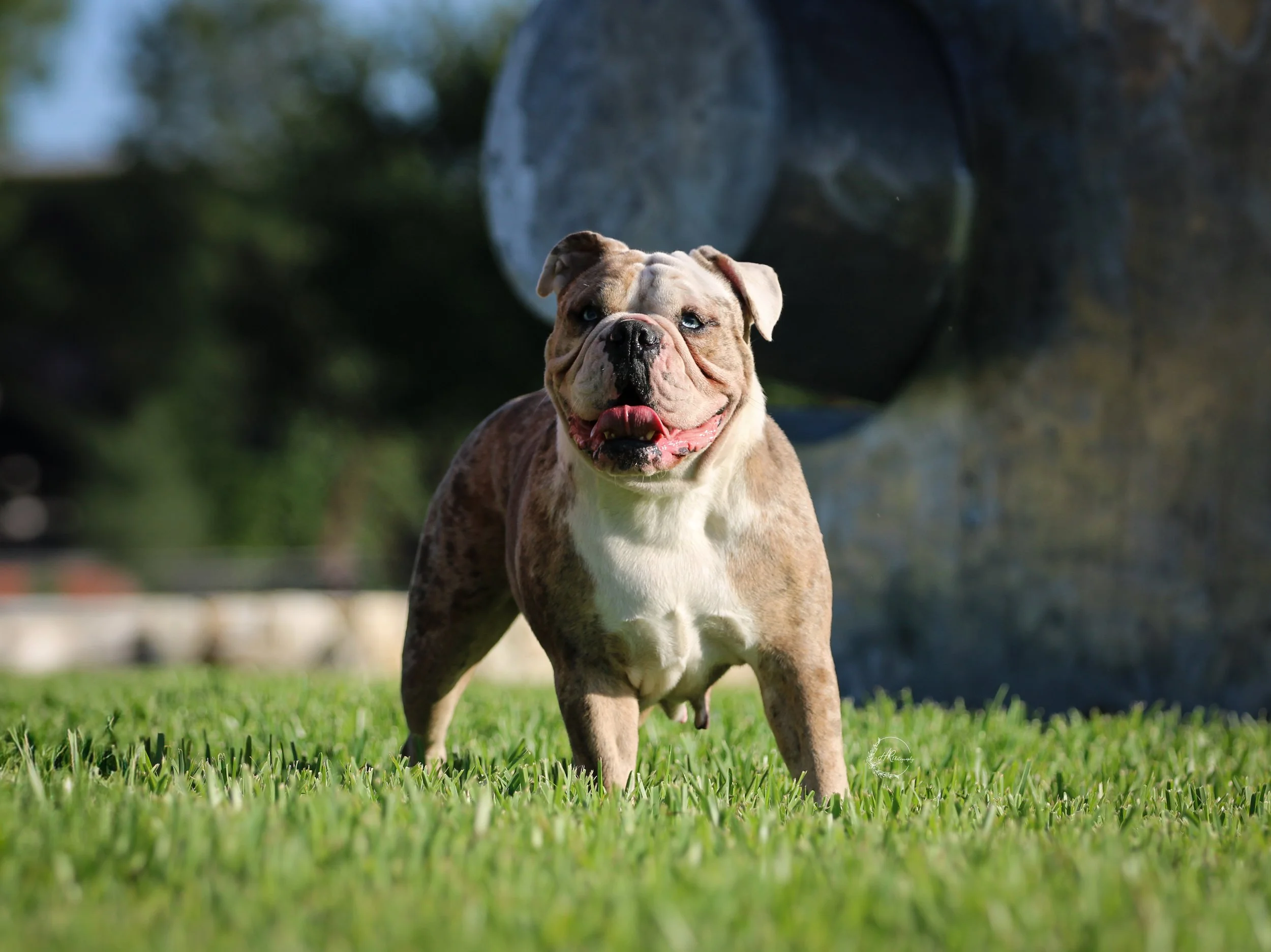 Brindle Bulldog standing on grassy field with leash