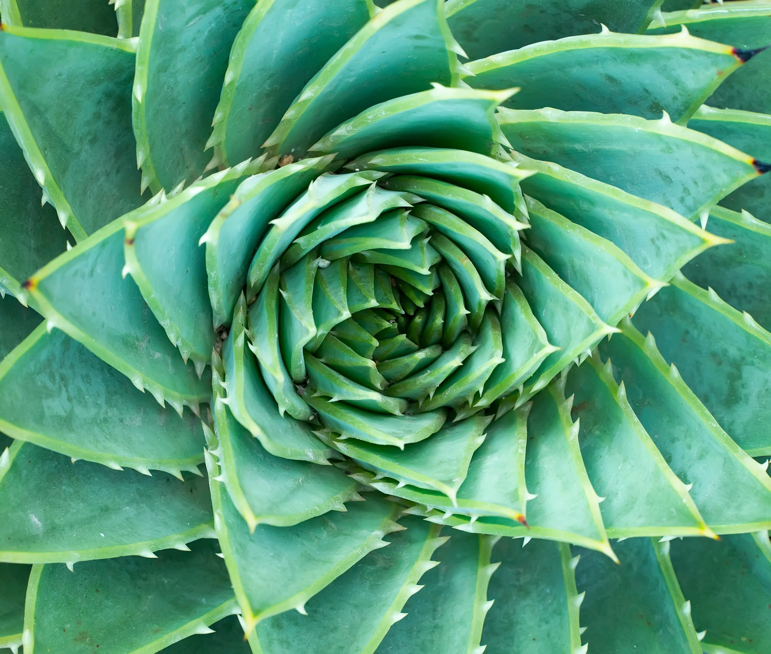 Une plante verte avec des feuilles pointues disposées en spirale, symbolisant les questions que se posent les dirigeants