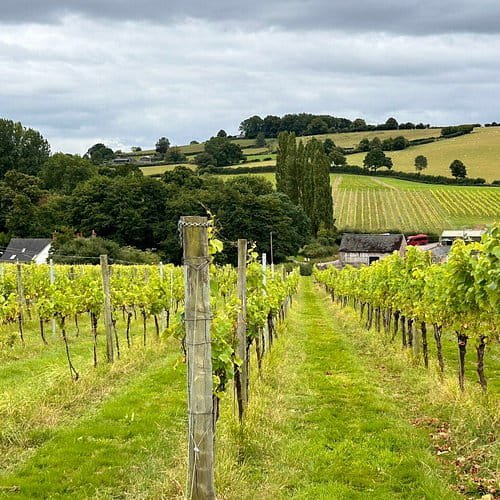 white castle vineyard abergavenny