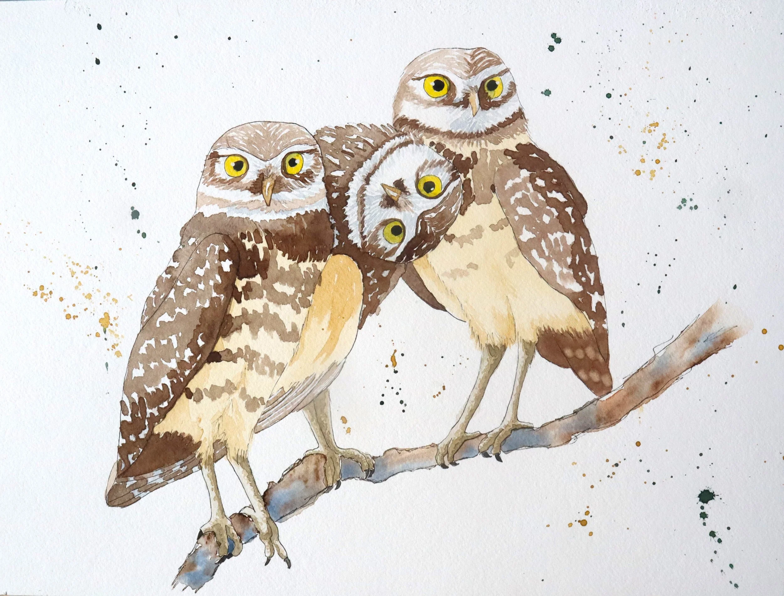 Burrowing Owl Trio