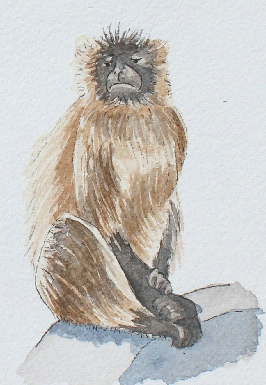 Monkey who is judging you