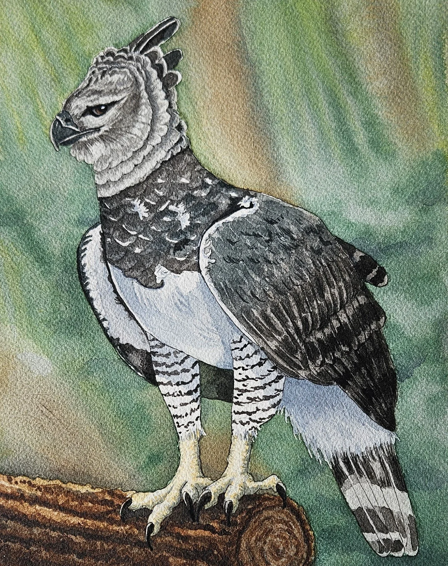 Suspicious Harpy Eagle