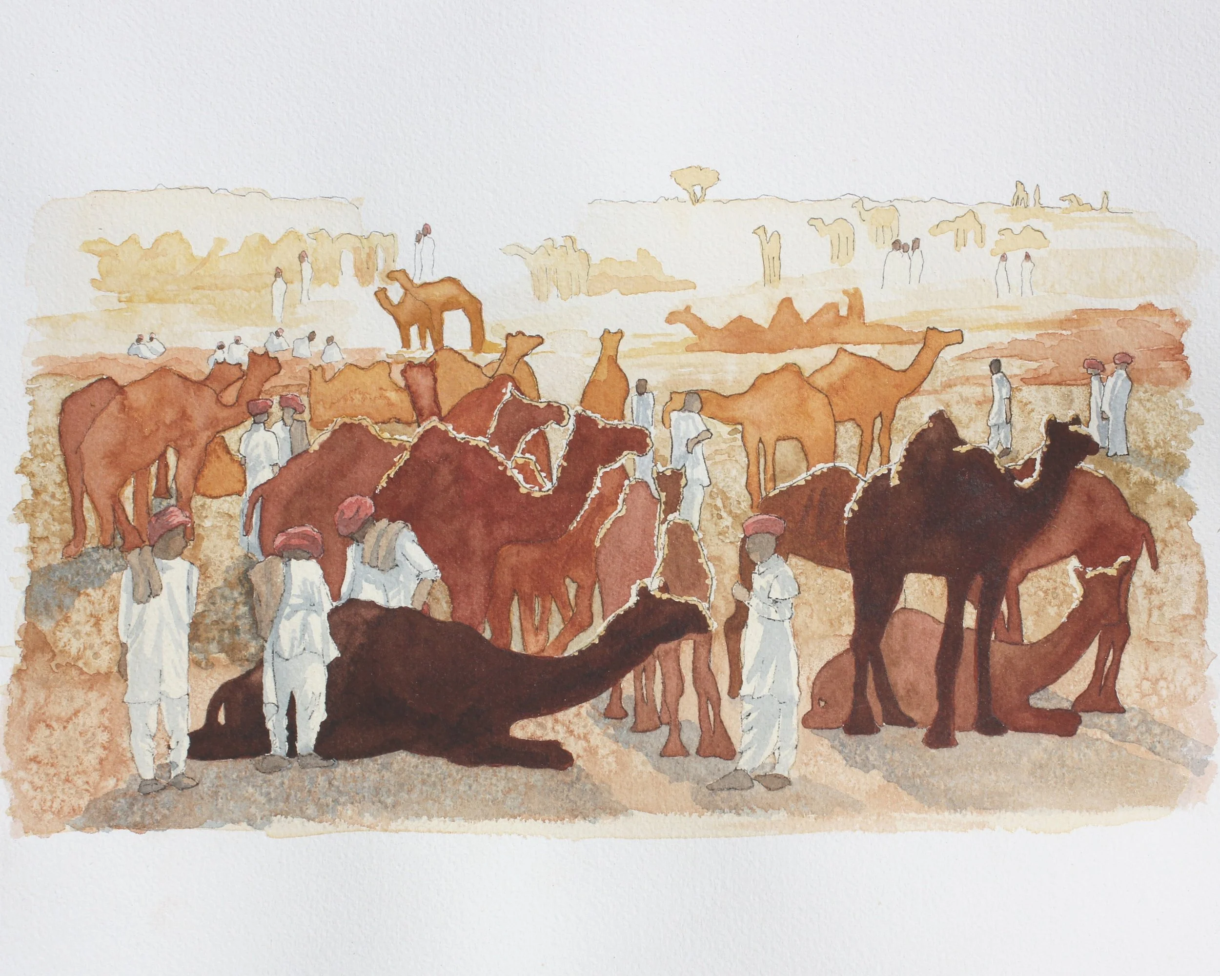 Camels at sunset in Pushkar, India