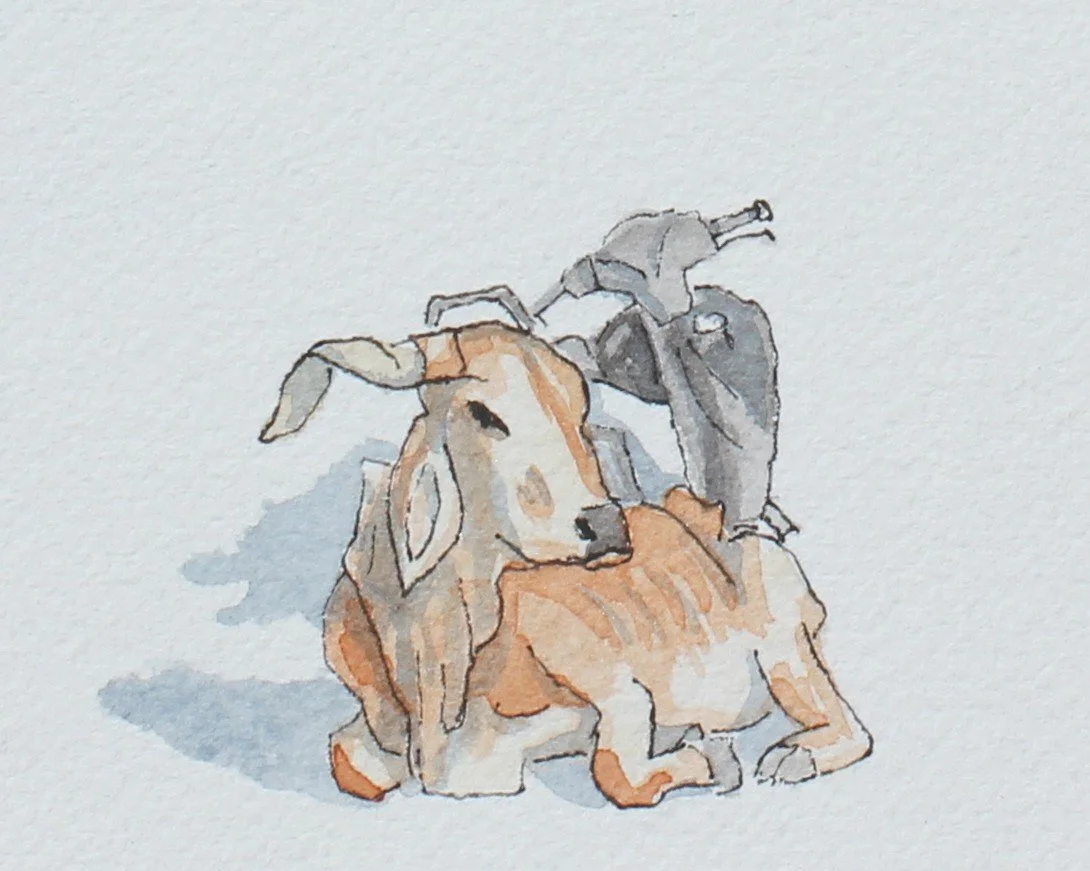 Cow and scooter