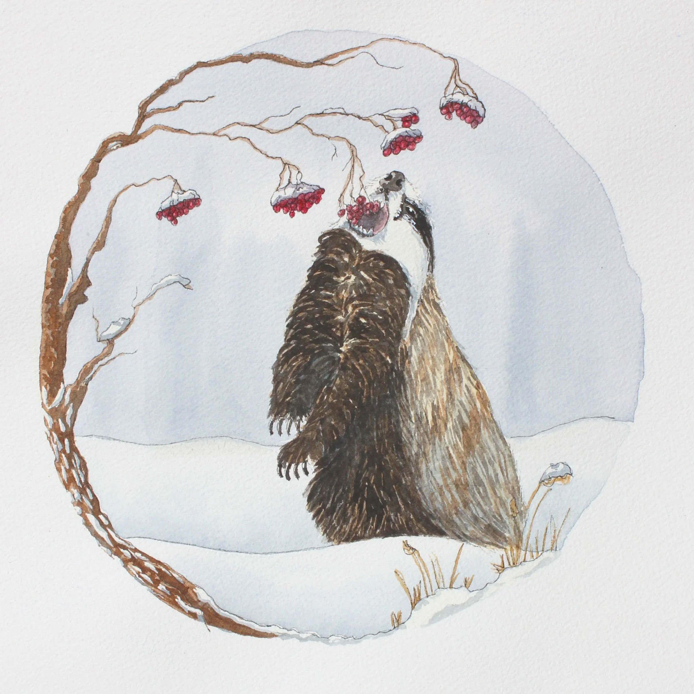 Badger munching on some berries in the snow
