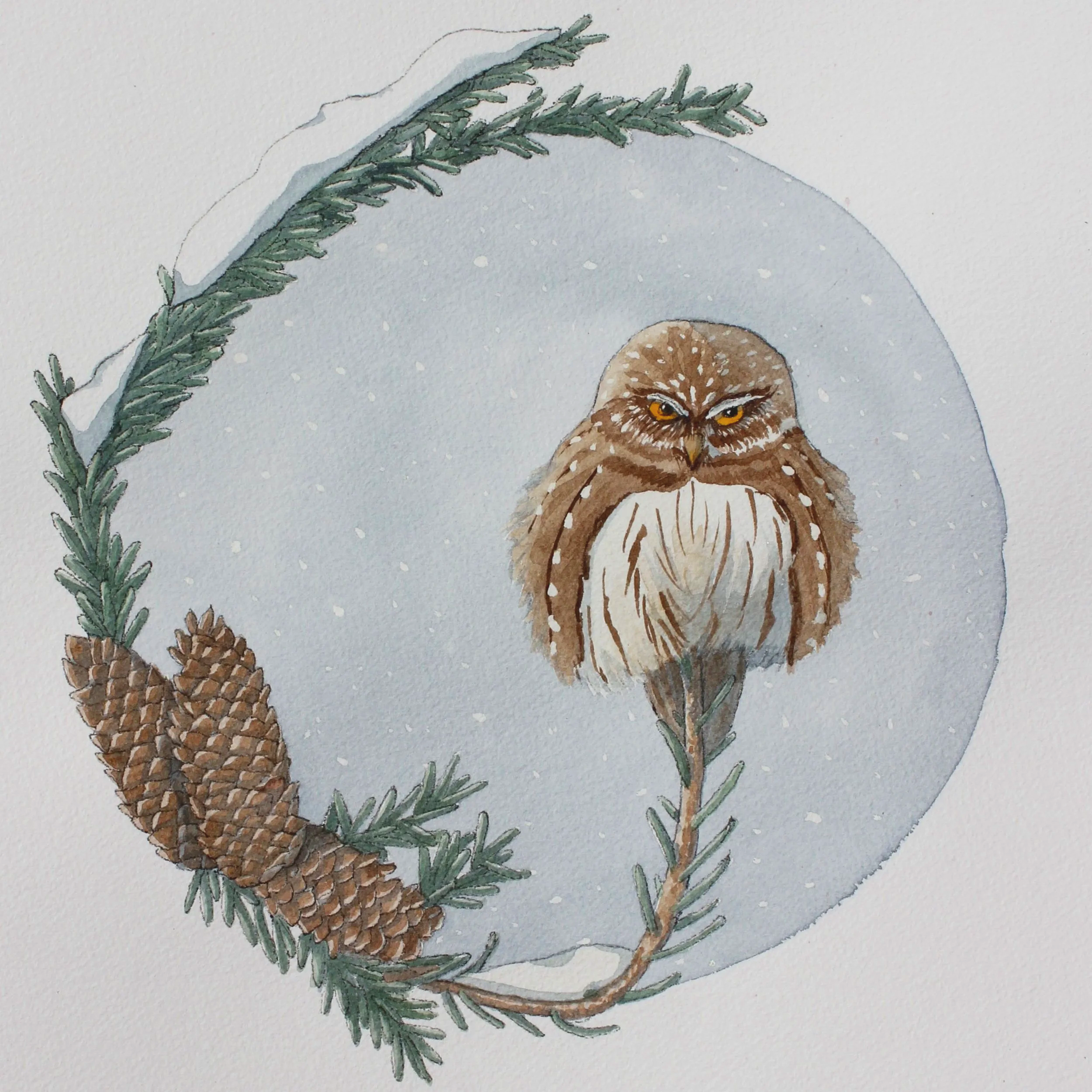 A Little Owl with a bad attitude