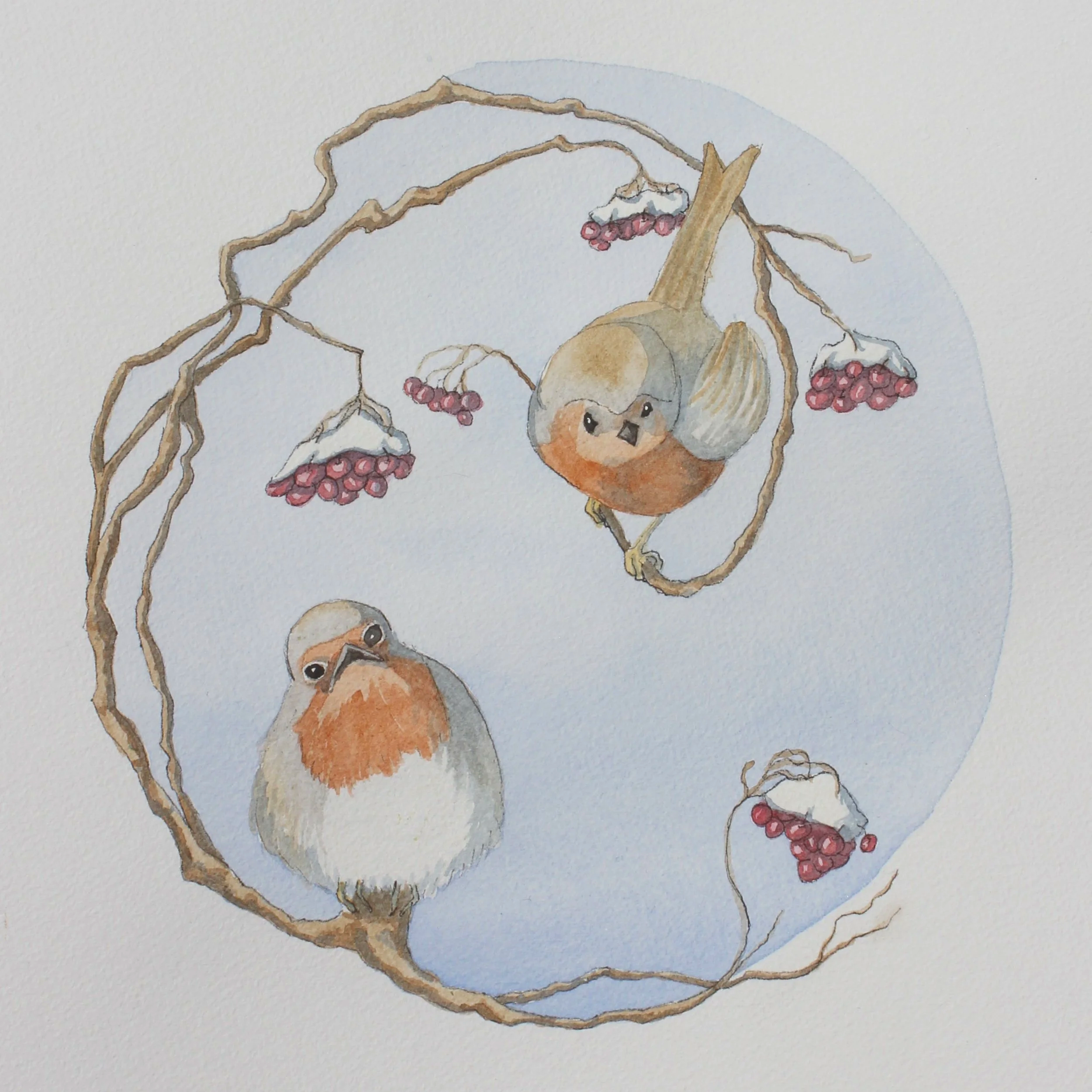 Saucy European Robins