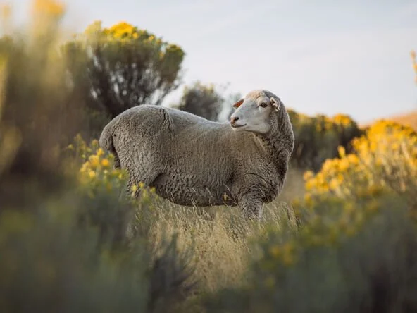 OUR PROGRAMS | NATIVA - Shaniko