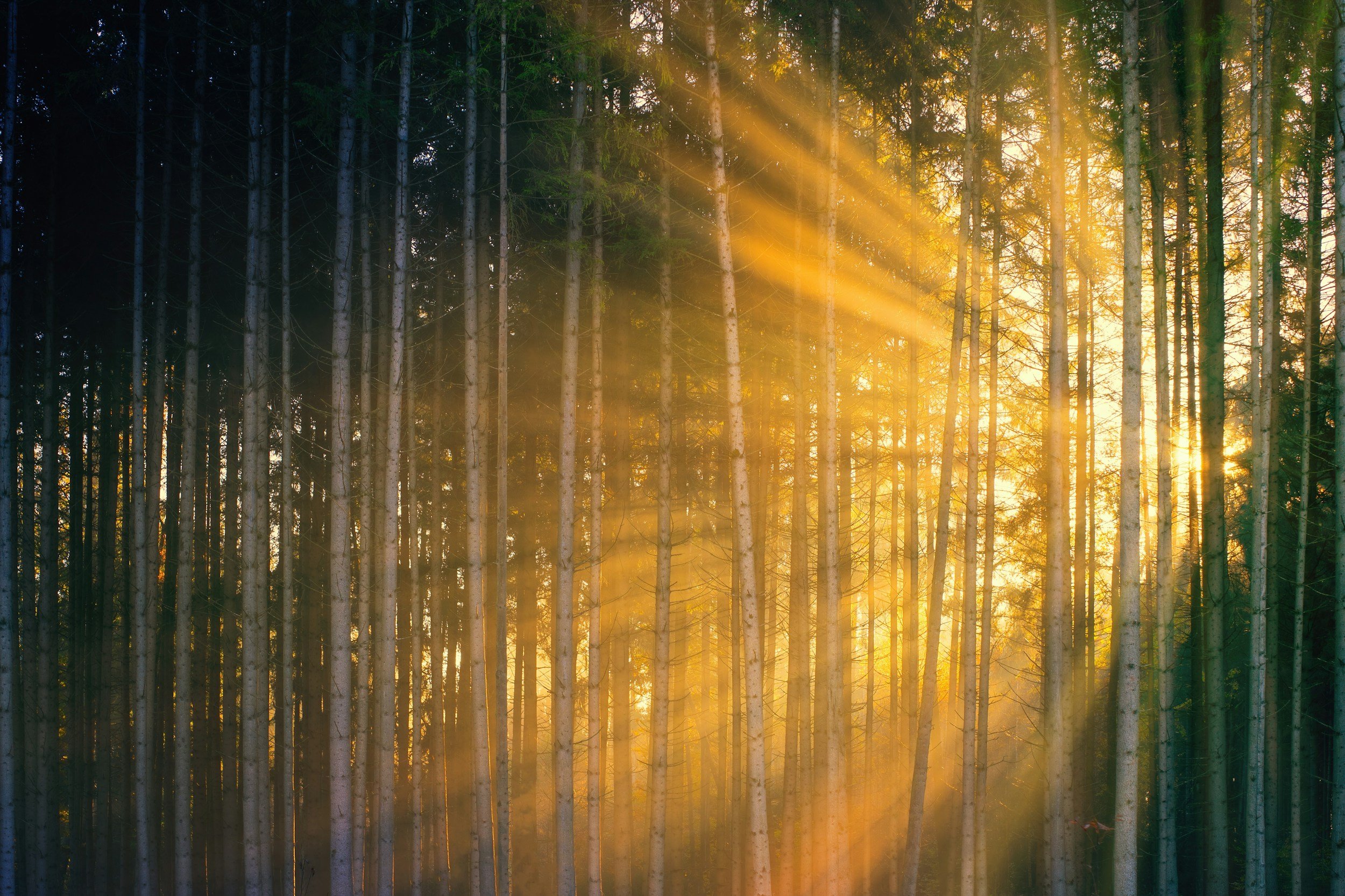 Sunlight filtering through tall trees, representing grounding, clarity, and emotional support during life transitions.