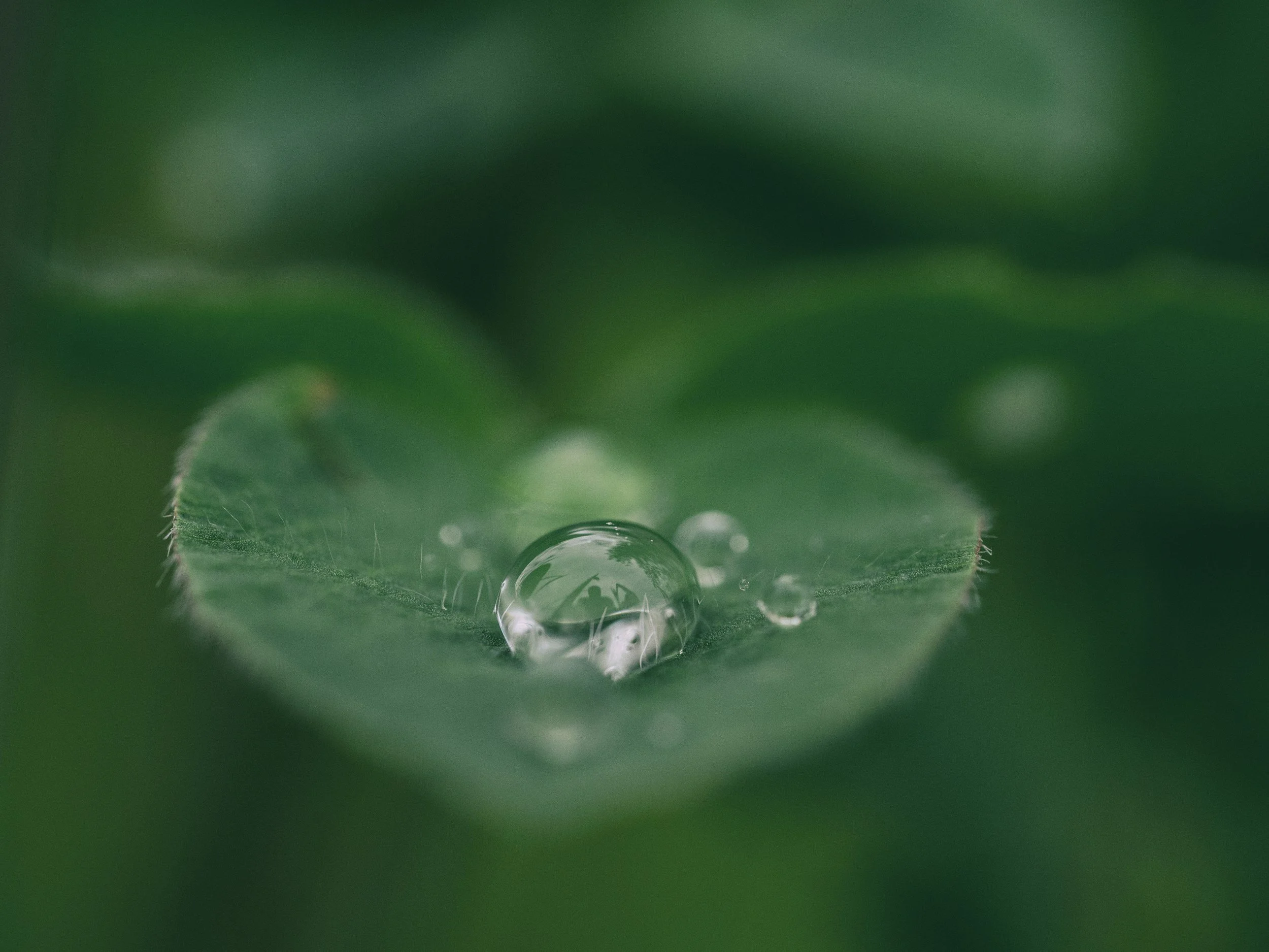 Close-up of a green leaf with water droplet, symbolizing renewal, steadiness, and emotional healing.