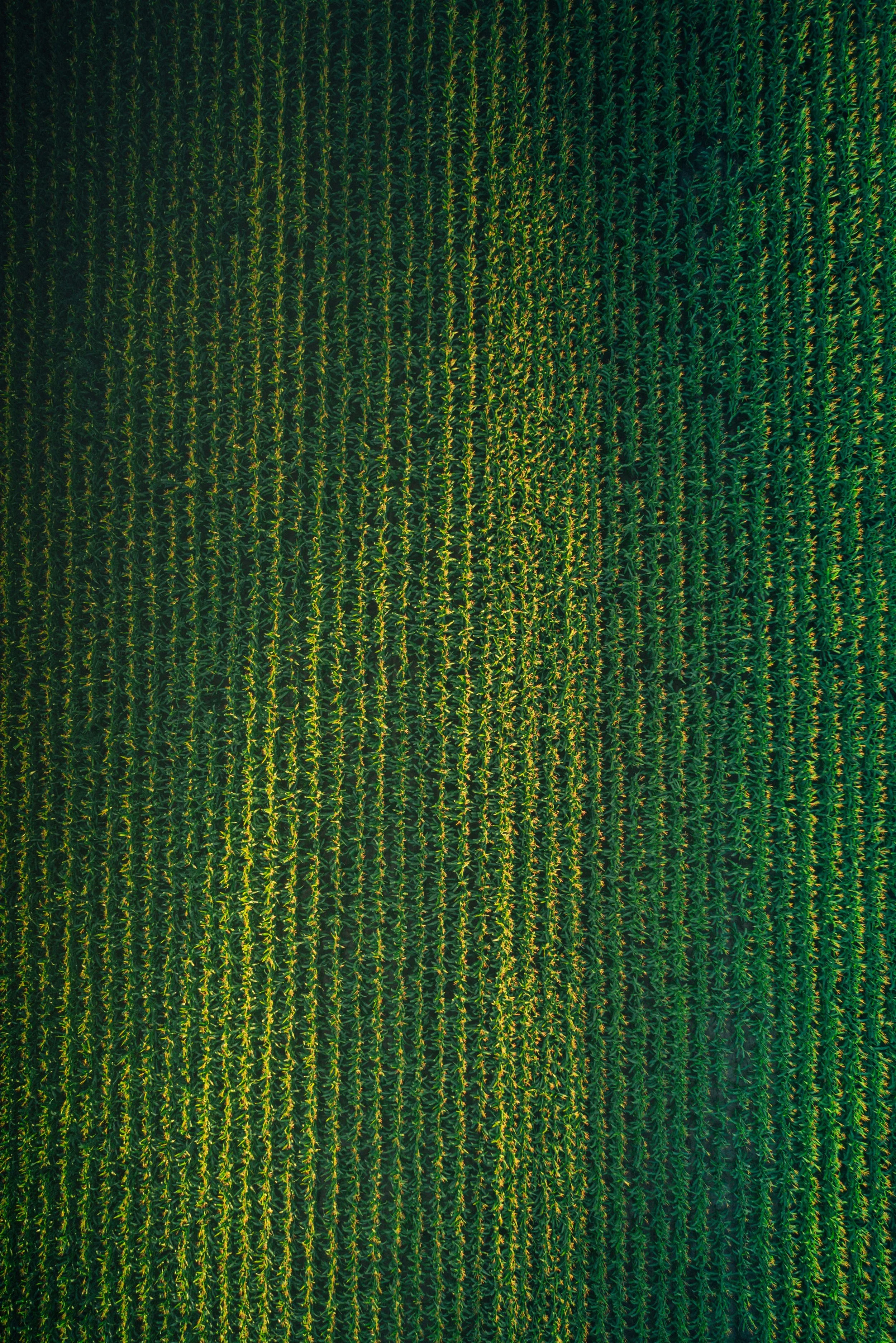 Aerial view of a green cornfield with evenly spaced rows of cornstalks.